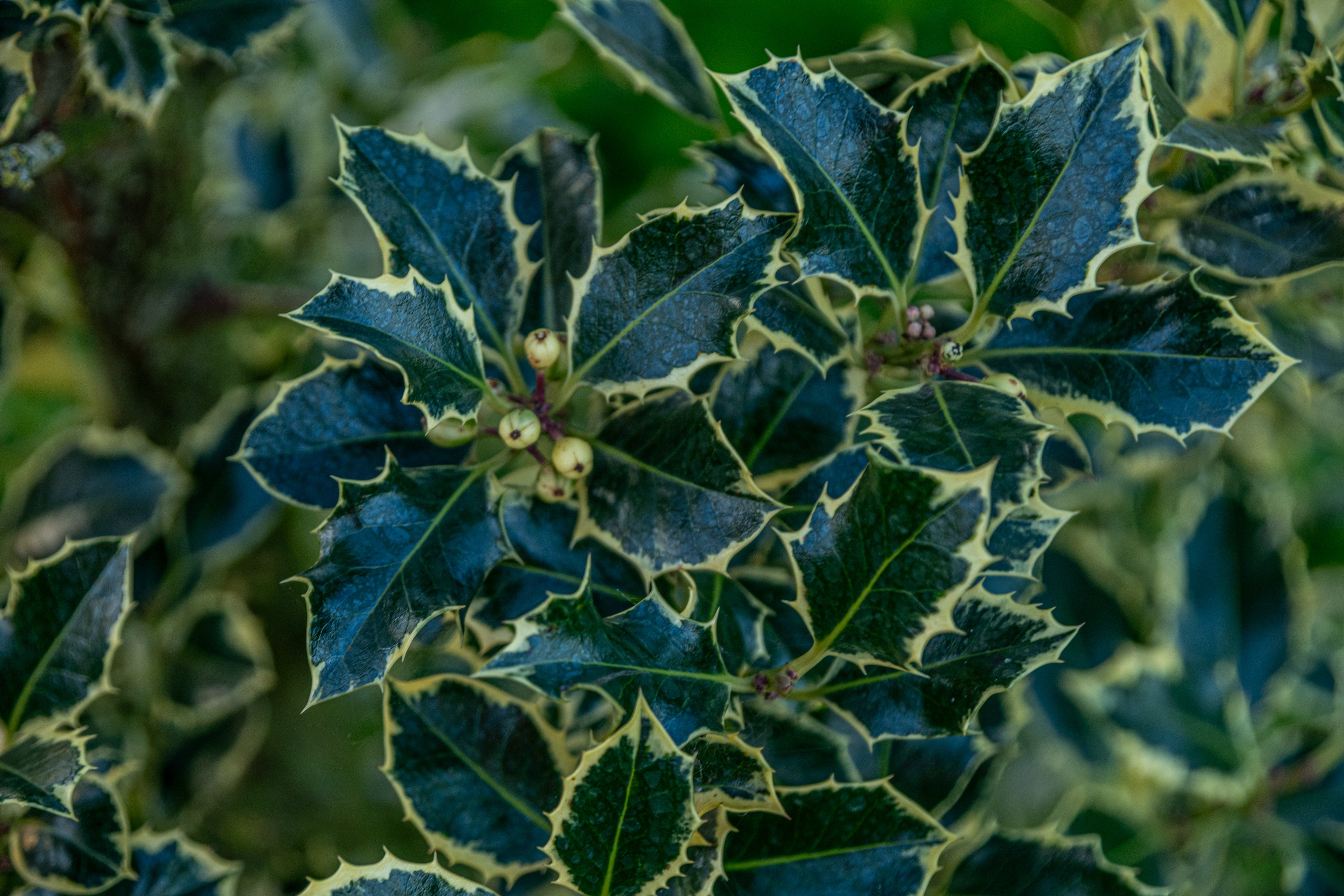 Zilverbonte hulst met kluit- Ilex aquifolium 'Argentea Marginata'