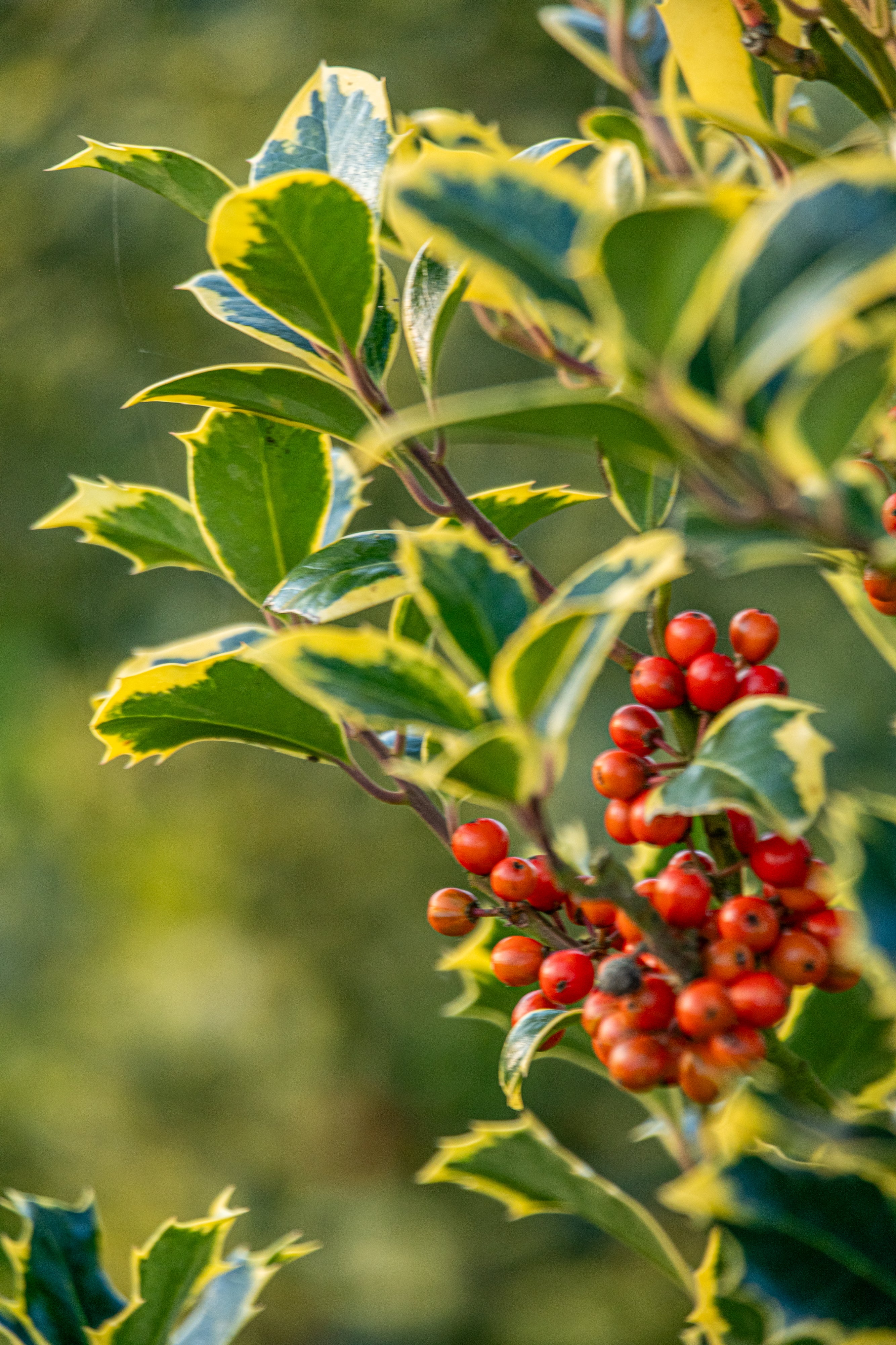 Geelbonte hulst met kluit- Ilex aquifolium 'Madame Briot'