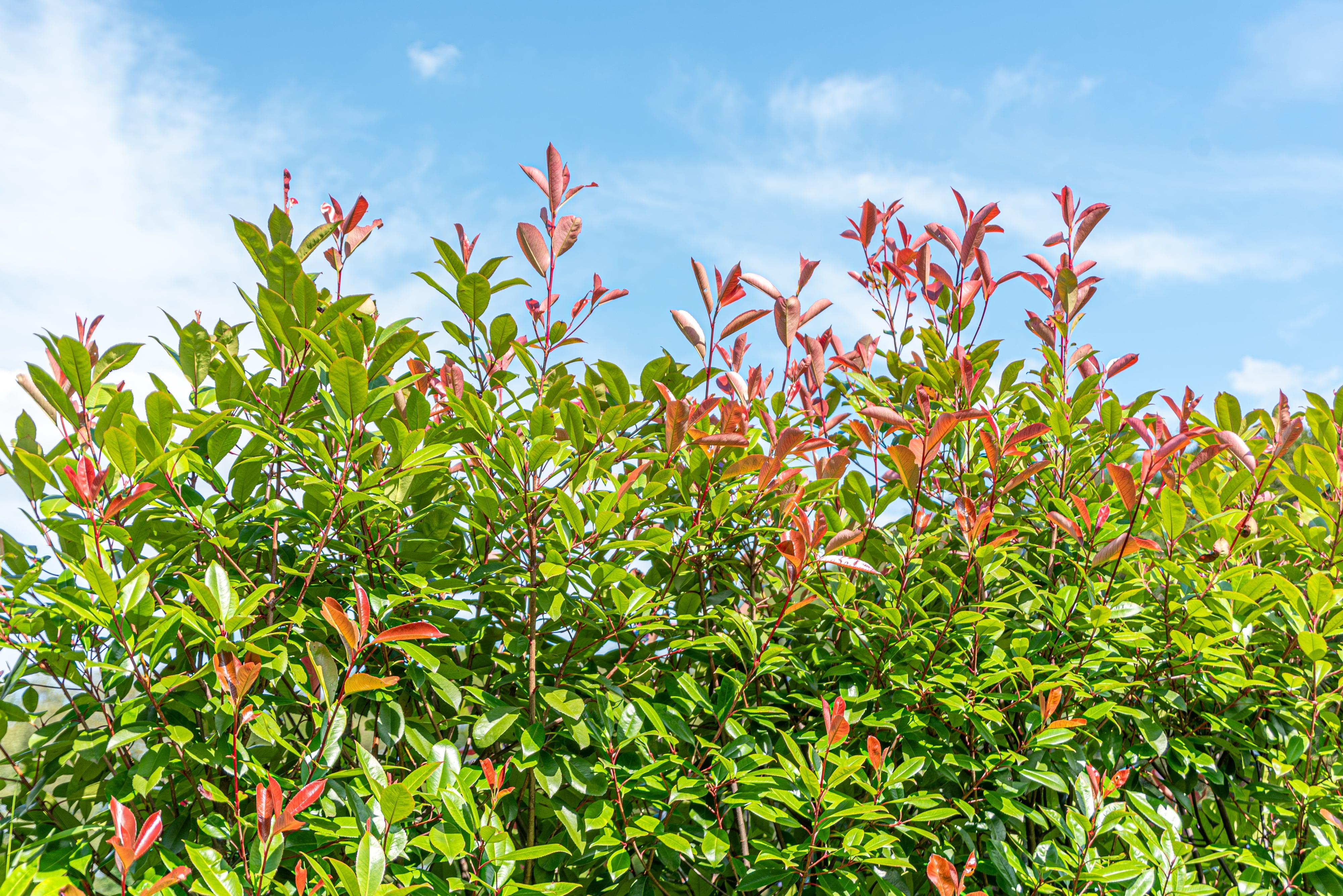 Glansmispel- Photinia fraseri 'Red Robin'