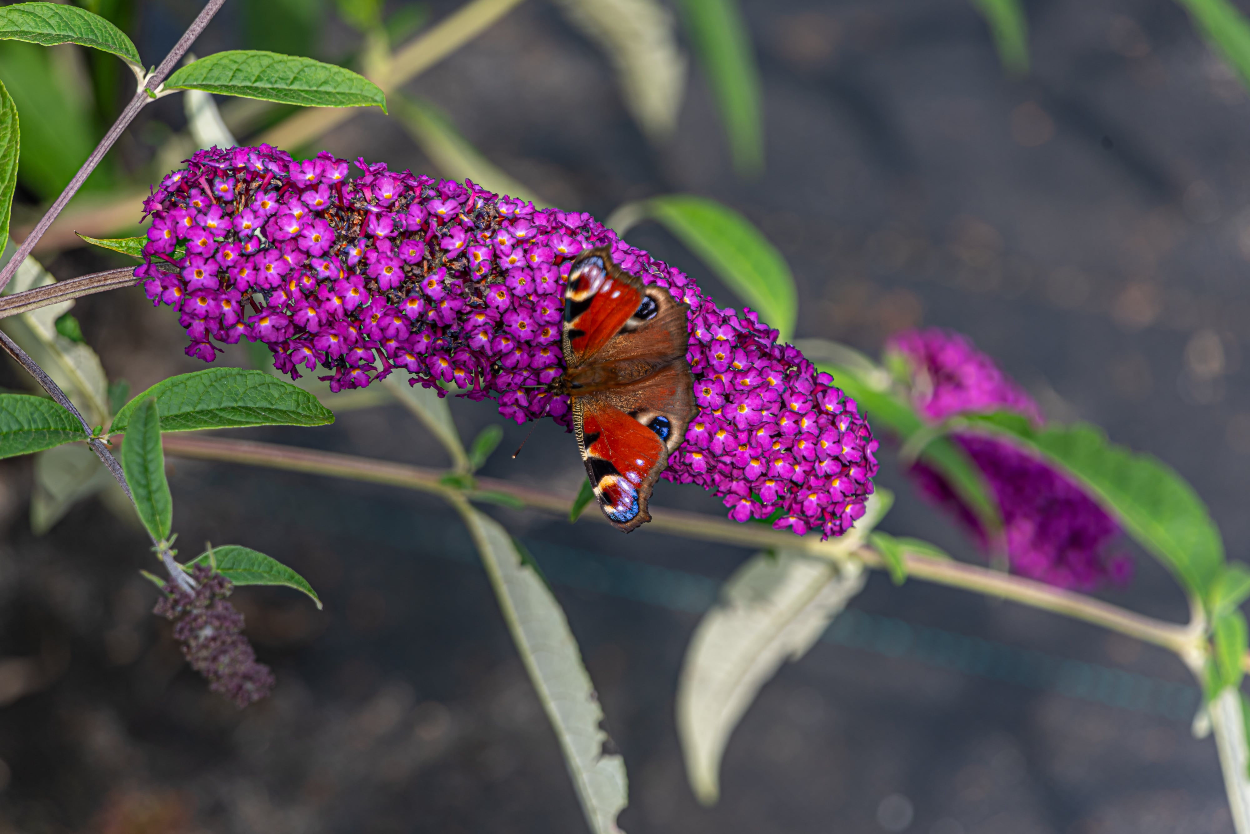 Vlinderstruik- Buddleja davidii 'Black Knight'