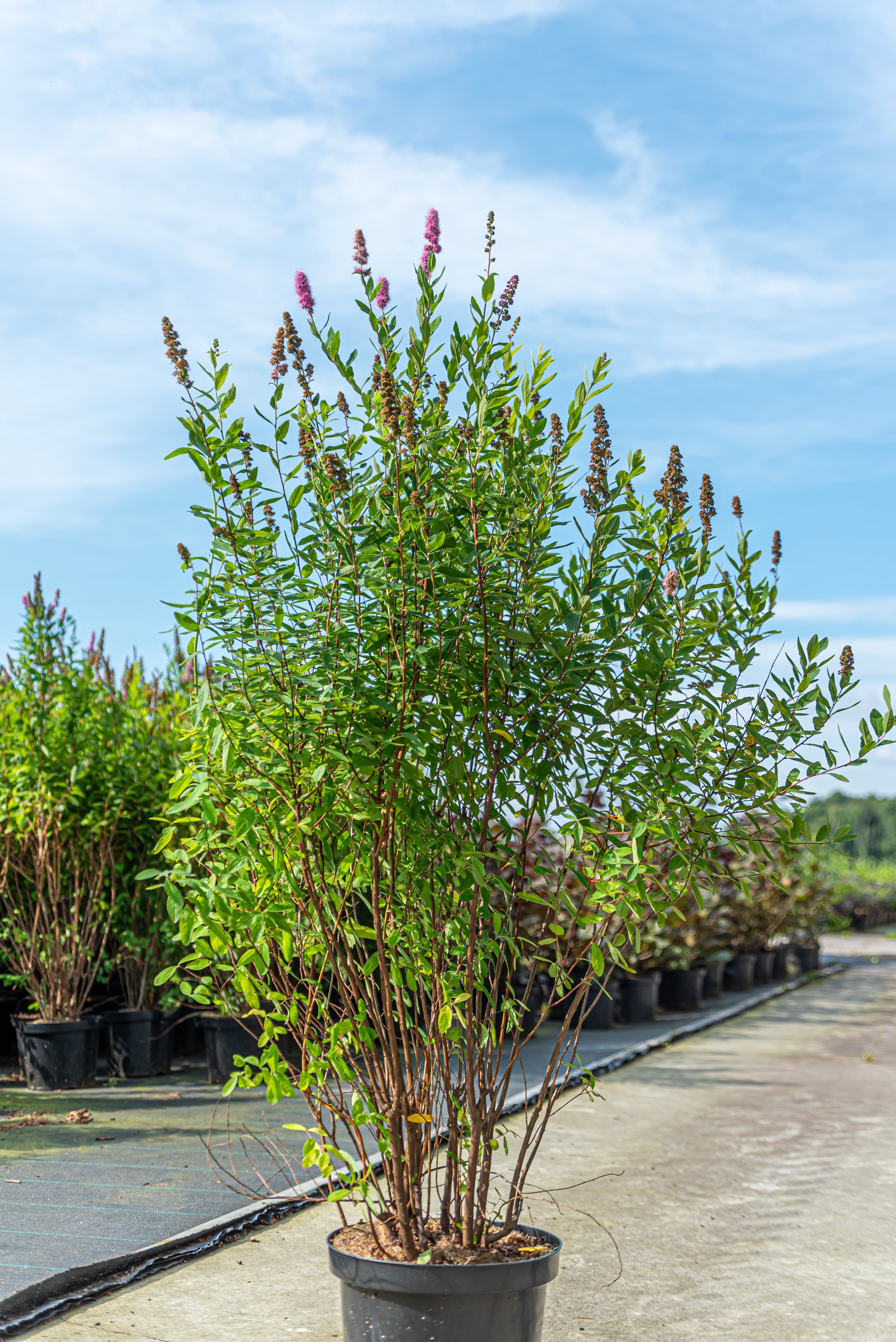 Spierstruik- Spiraea billardii