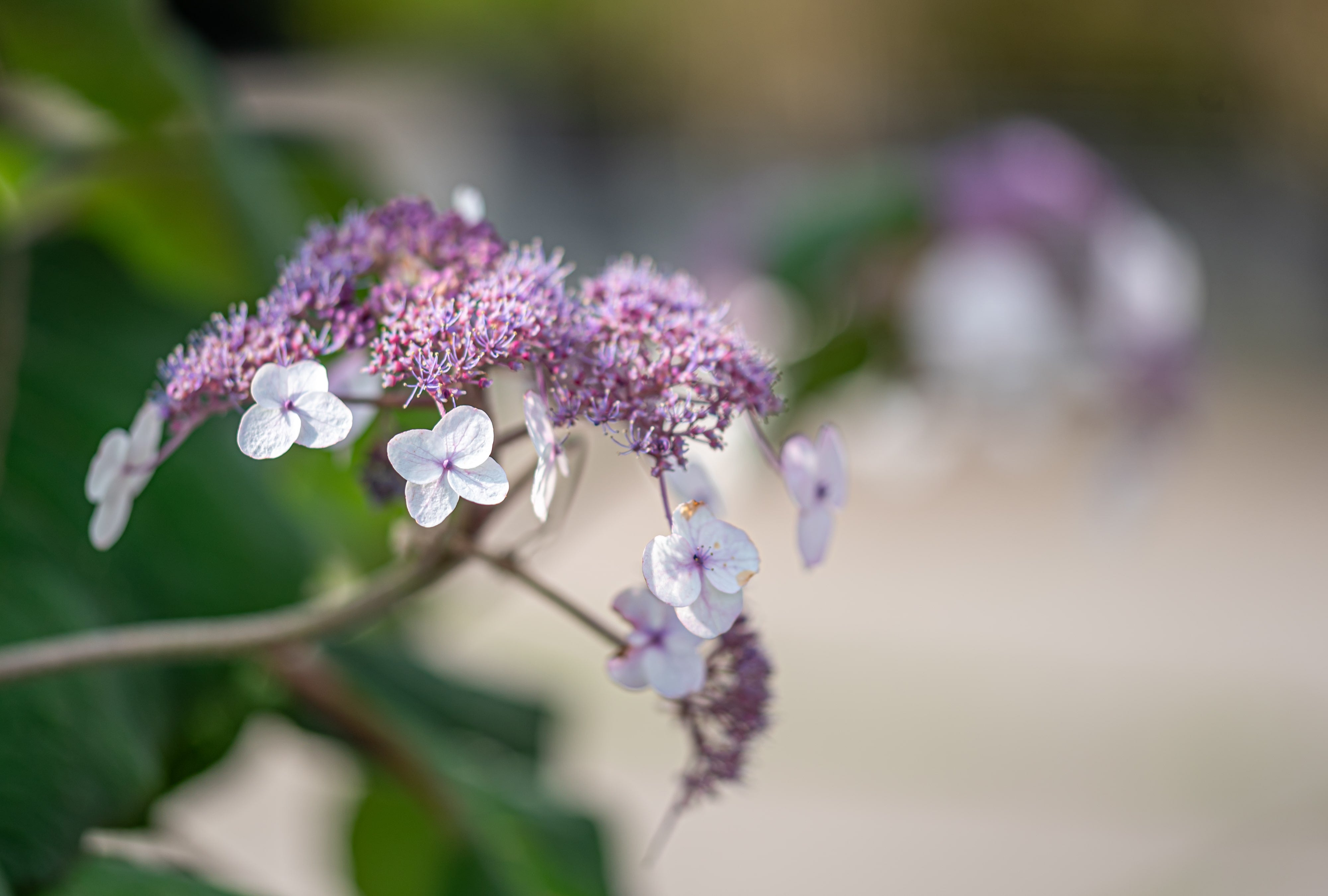 Fluweelhortensia in pot- Hydrangea aspera 'Macrophylla'