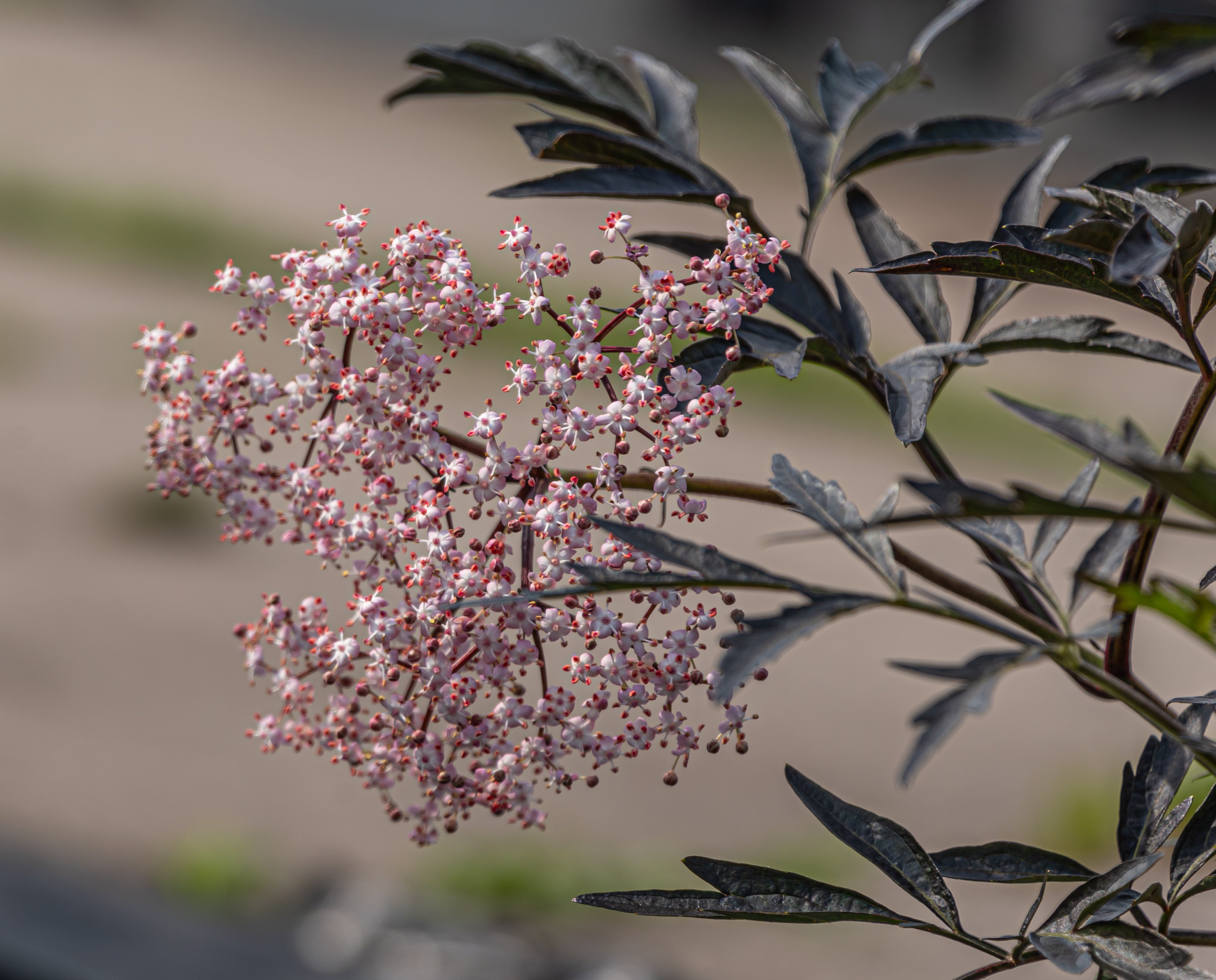 Zwarte vlier in pot- Sambucus nigra 'Black Lace'