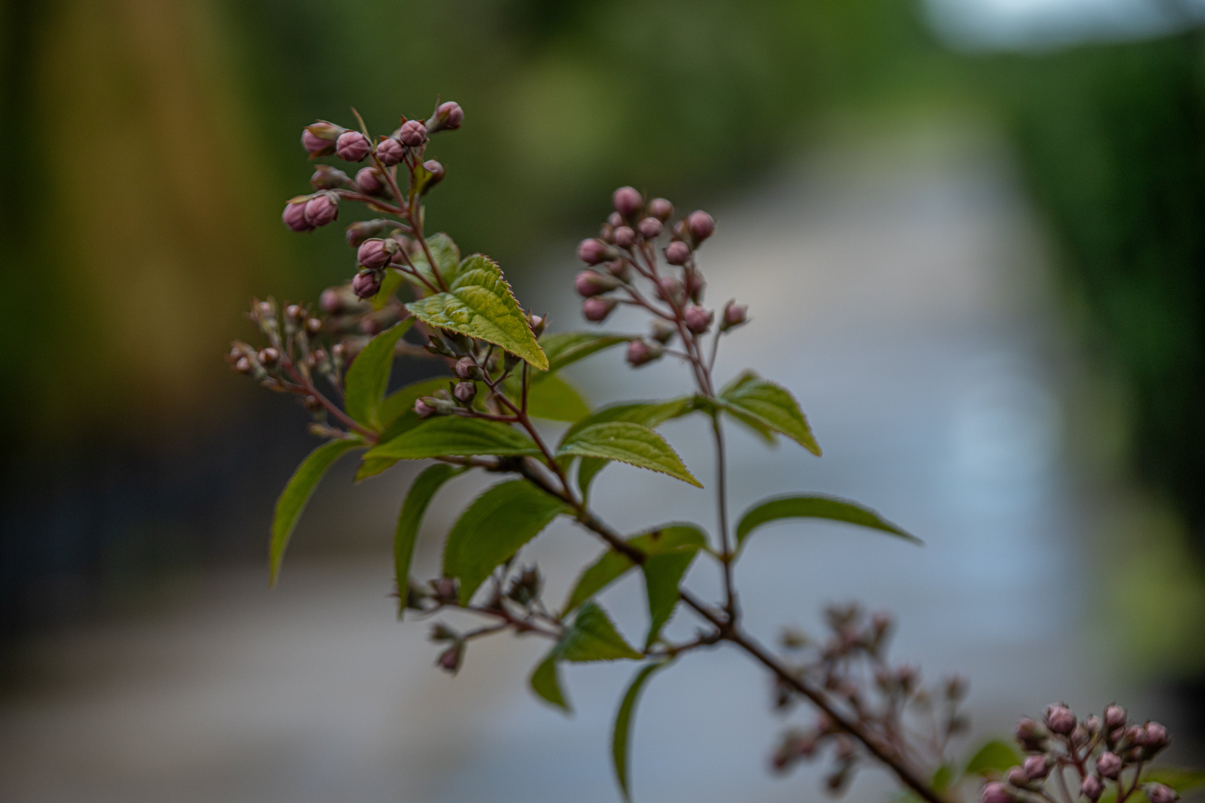 Bruidsbloem-Deutzia hybrida 'Mont Rose'