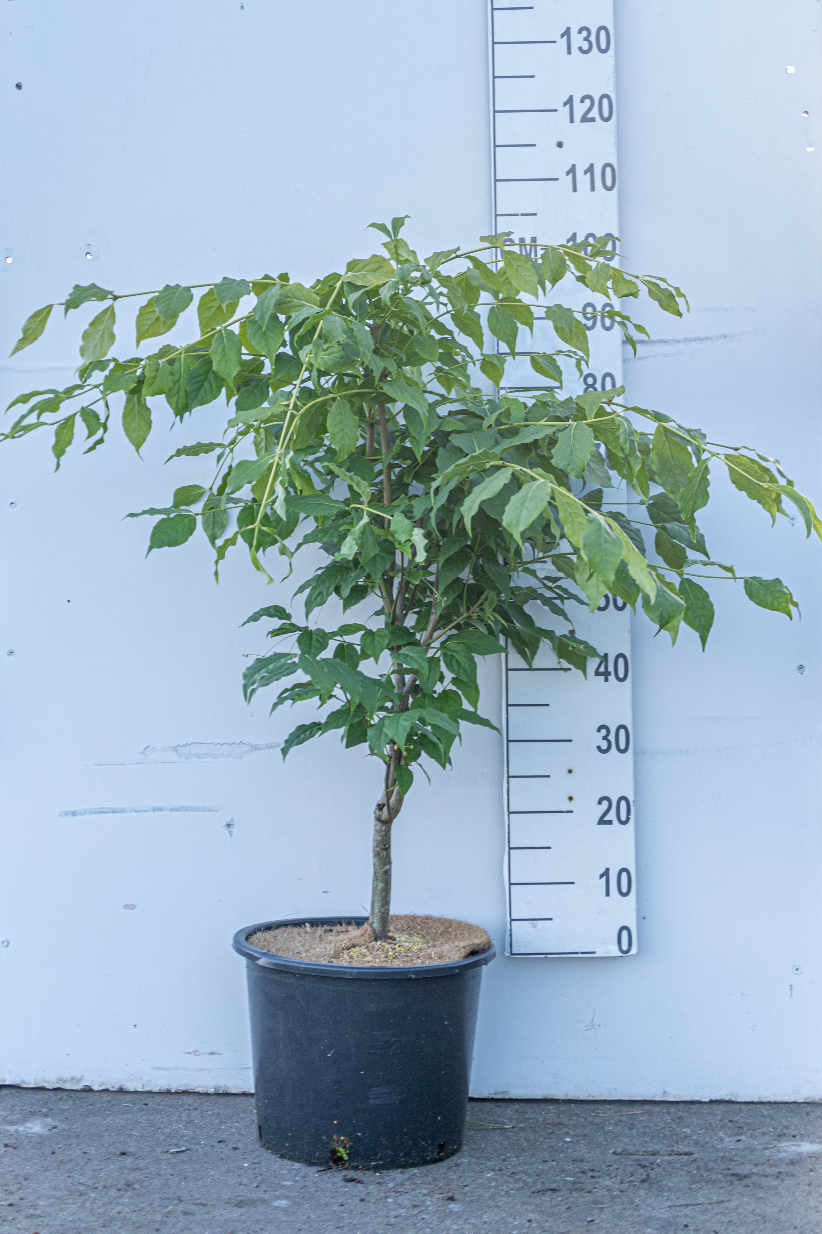 Kardinaalsmuts- Euonymus planipes