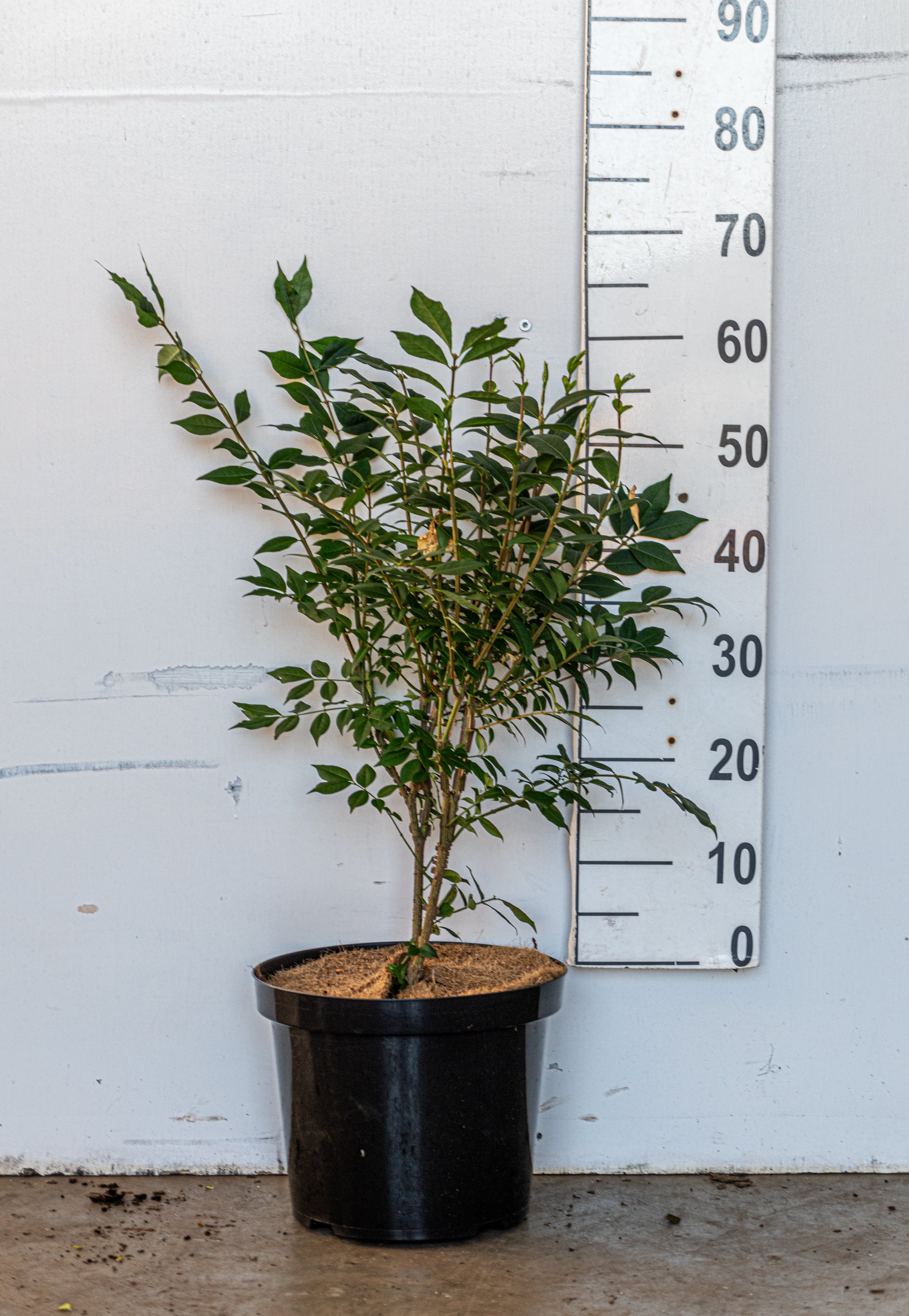 Kardinaalshoed in pot- Euonymus alatus