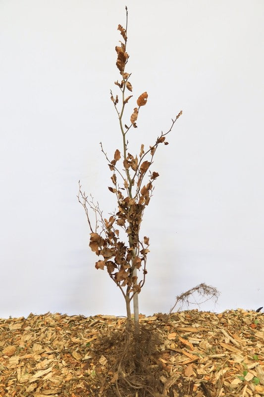 Gewone beuk wortelgoed 10 per bos- Fagus sylvatica