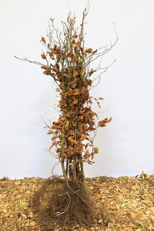 Gewone beuk wortelgoed 10 per bos- Fagus sylvatica