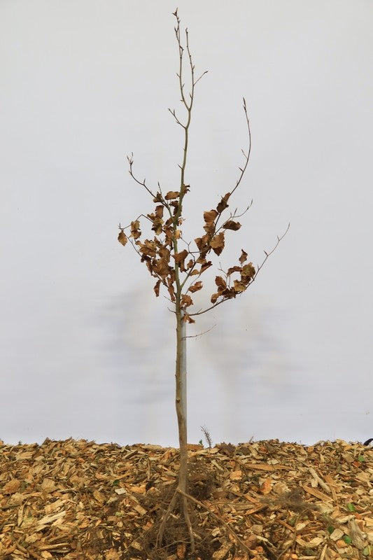 Gewone beuk wortelgoed 10 per bos- Fagus sylvatica