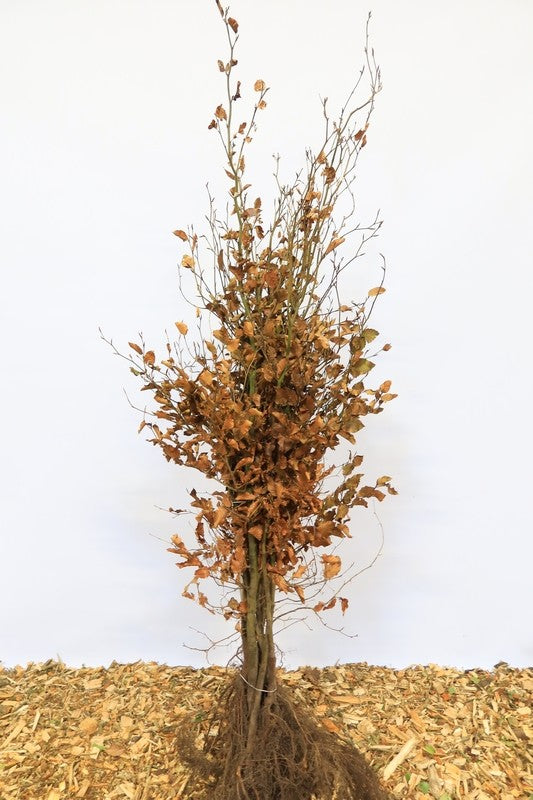 Gewone beuk wortelgoed 10 per bos- Fagus sylvatica