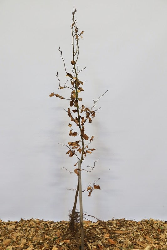Gewone beuk wortelgoed 10 per bos- Fagus sylvatica