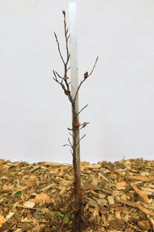 Gewone beuk wortelgoed 25 per bos- Fagus sylvatica