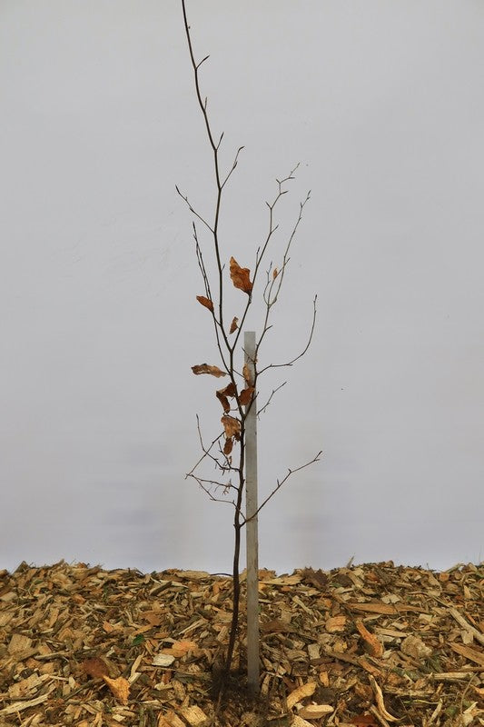 Gewone beuk wortelgoed 25 per bos- Fagus sylvatica