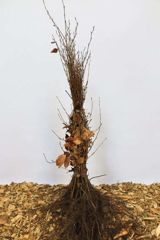 Gewone beuk wortelgoed 25 per bos- Fagus sylvatica