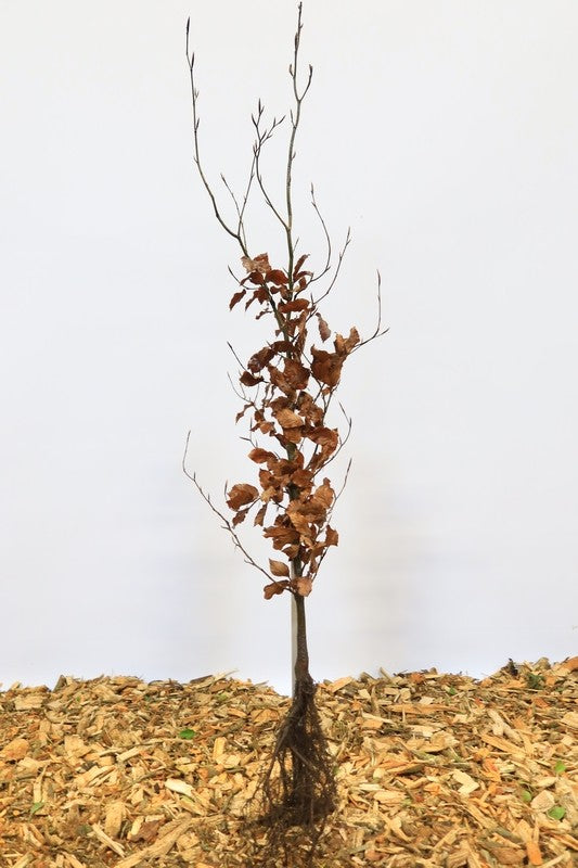 Rode beuk wortelgoed 10 per bos- Fagus sylvatica 'Atropunicea'