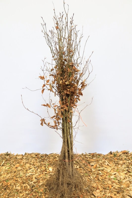 Rode beuk wortelgoed 10 per bos- Fagus sylvatica 'Atropunicea'