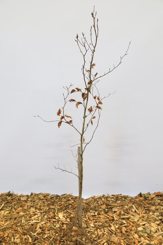 Rode beuk wortelgoed 10 per bos- Fagus sylvatica 'Atropunicea'