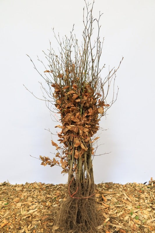 Rode beuk wortelgoed 25 per bos- Fagus sylvatica 'Atropunicea'