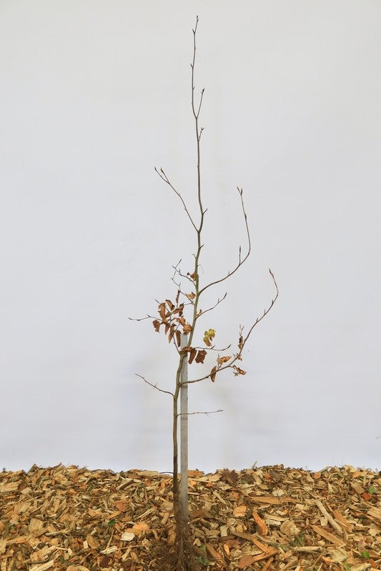 Rode beuk wortelgoed 25 per bos- Fagus sylvatica 'Atropunicea'