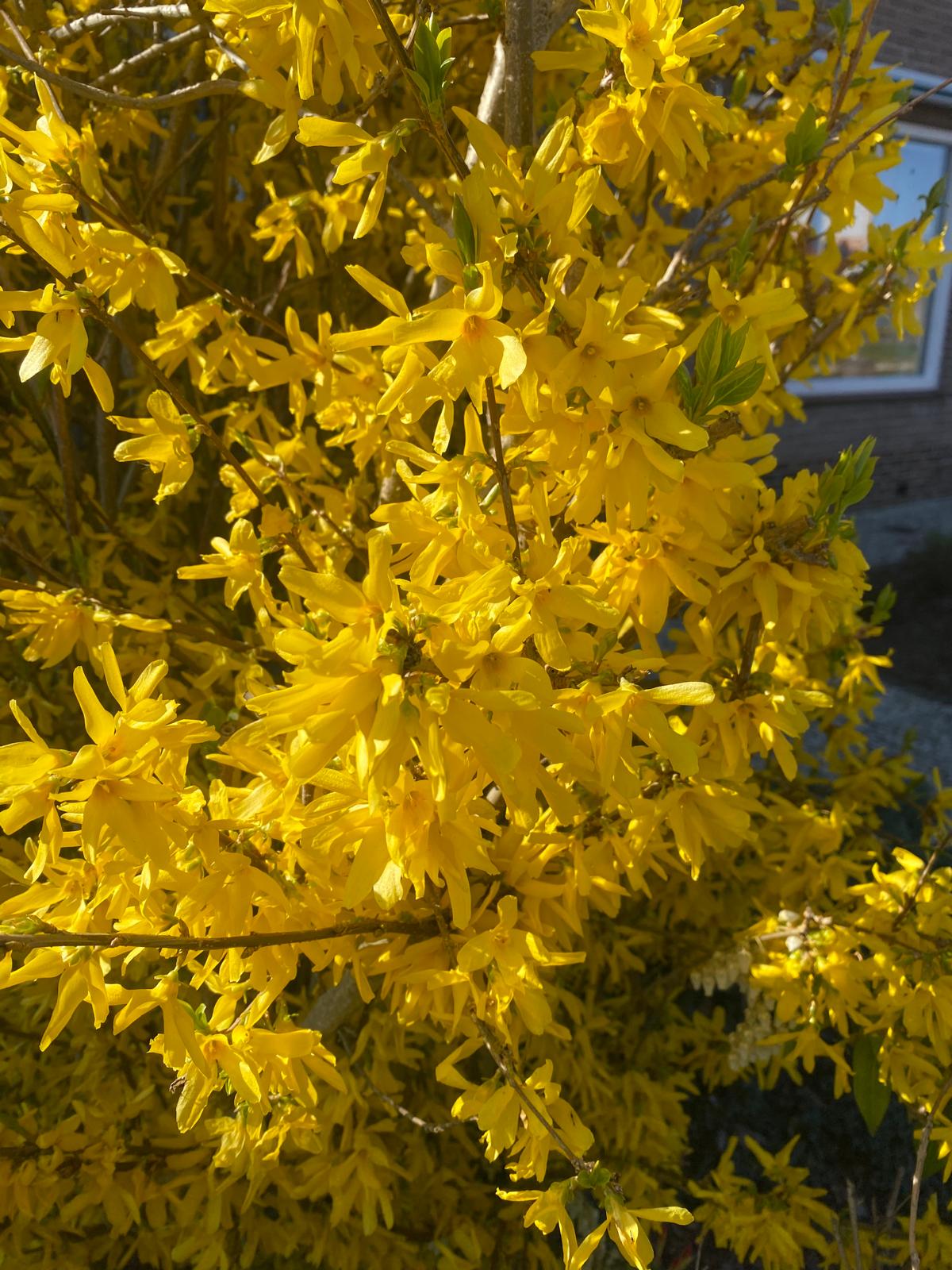 Chinees klokje- Forsythia intermedia 'Spectabilis'