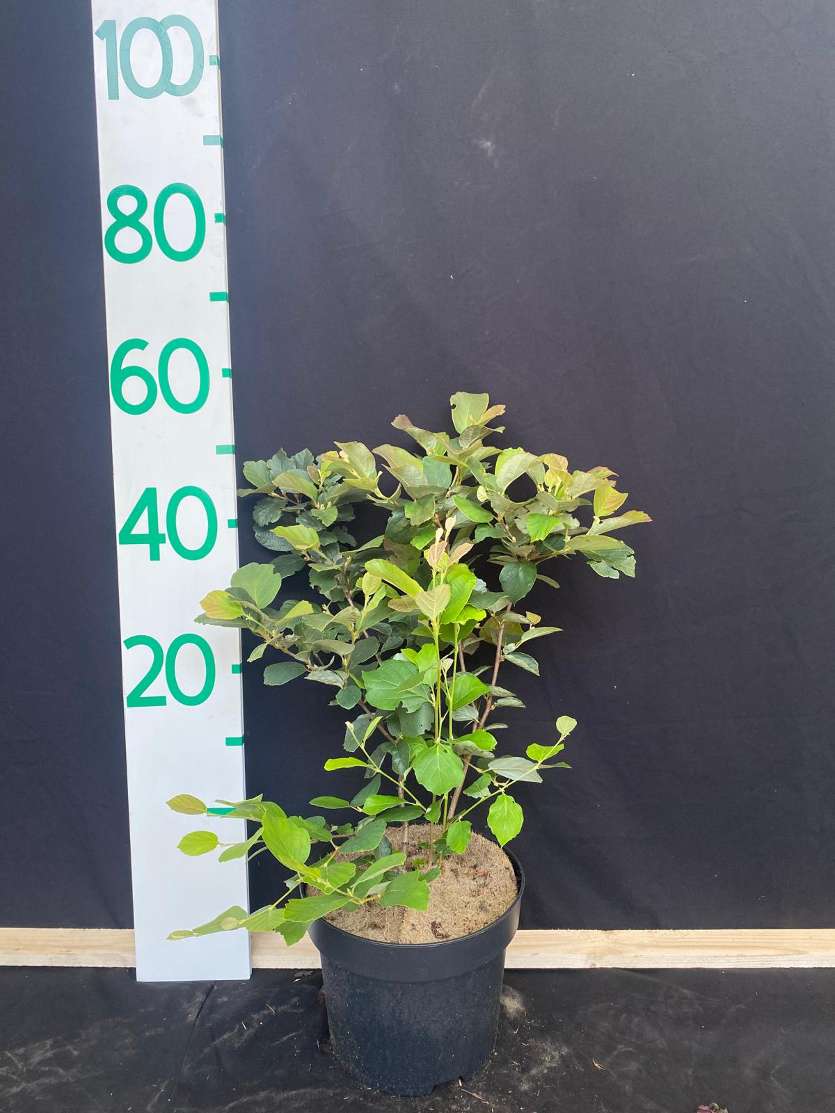 Fothergilla major in pot - Fothergilla major