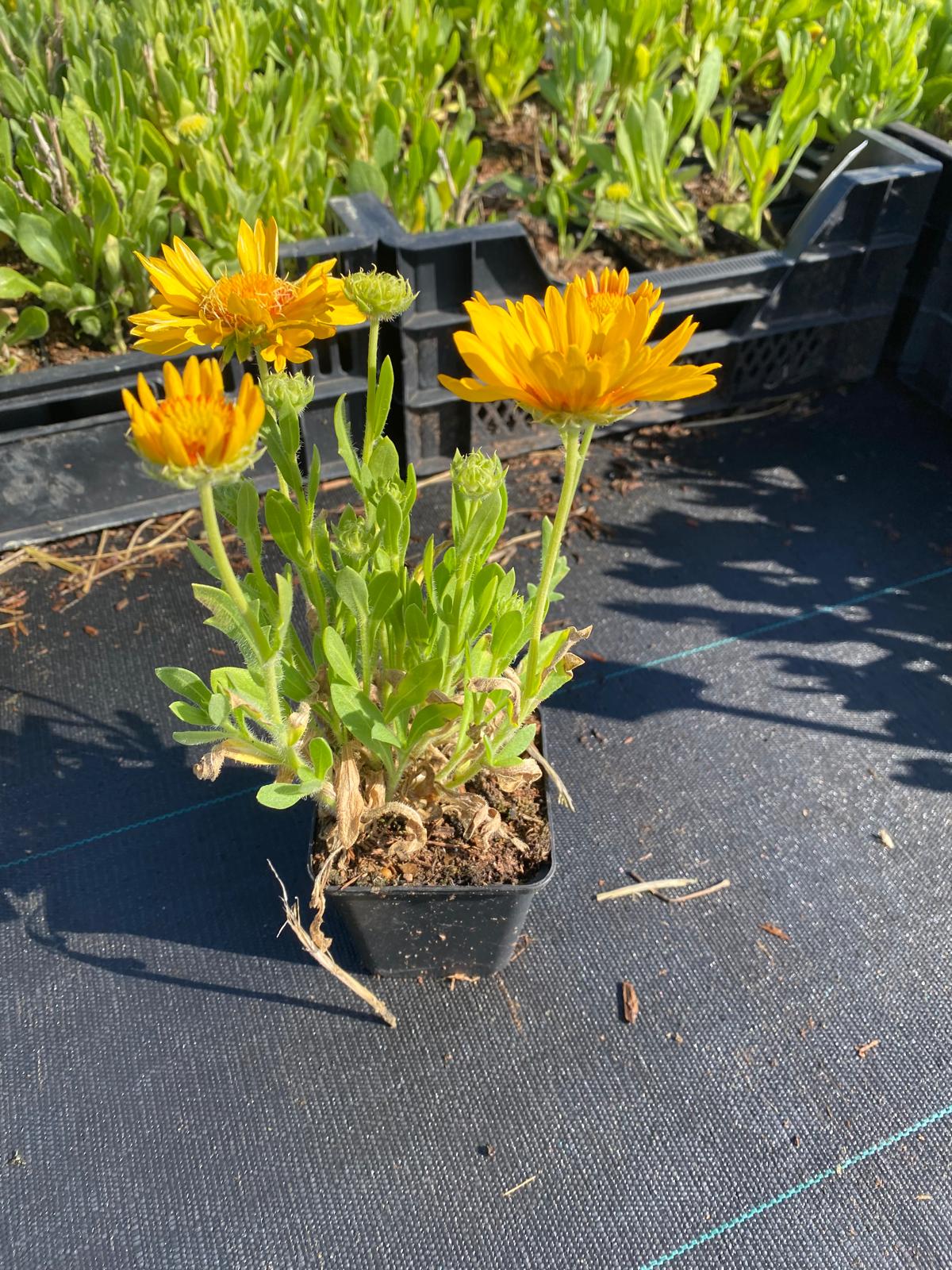 Kokardebloem- Gaillardia aristata 'Apricot Sun'