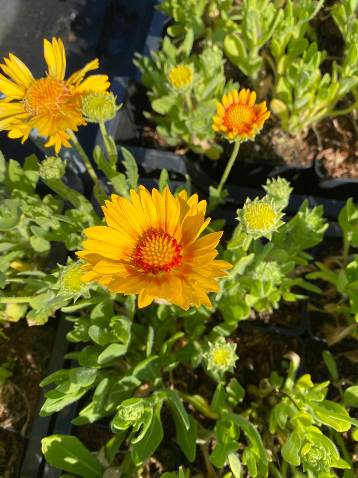 Kokardebloem- Gaillardia aristata 'Apricot Sun'