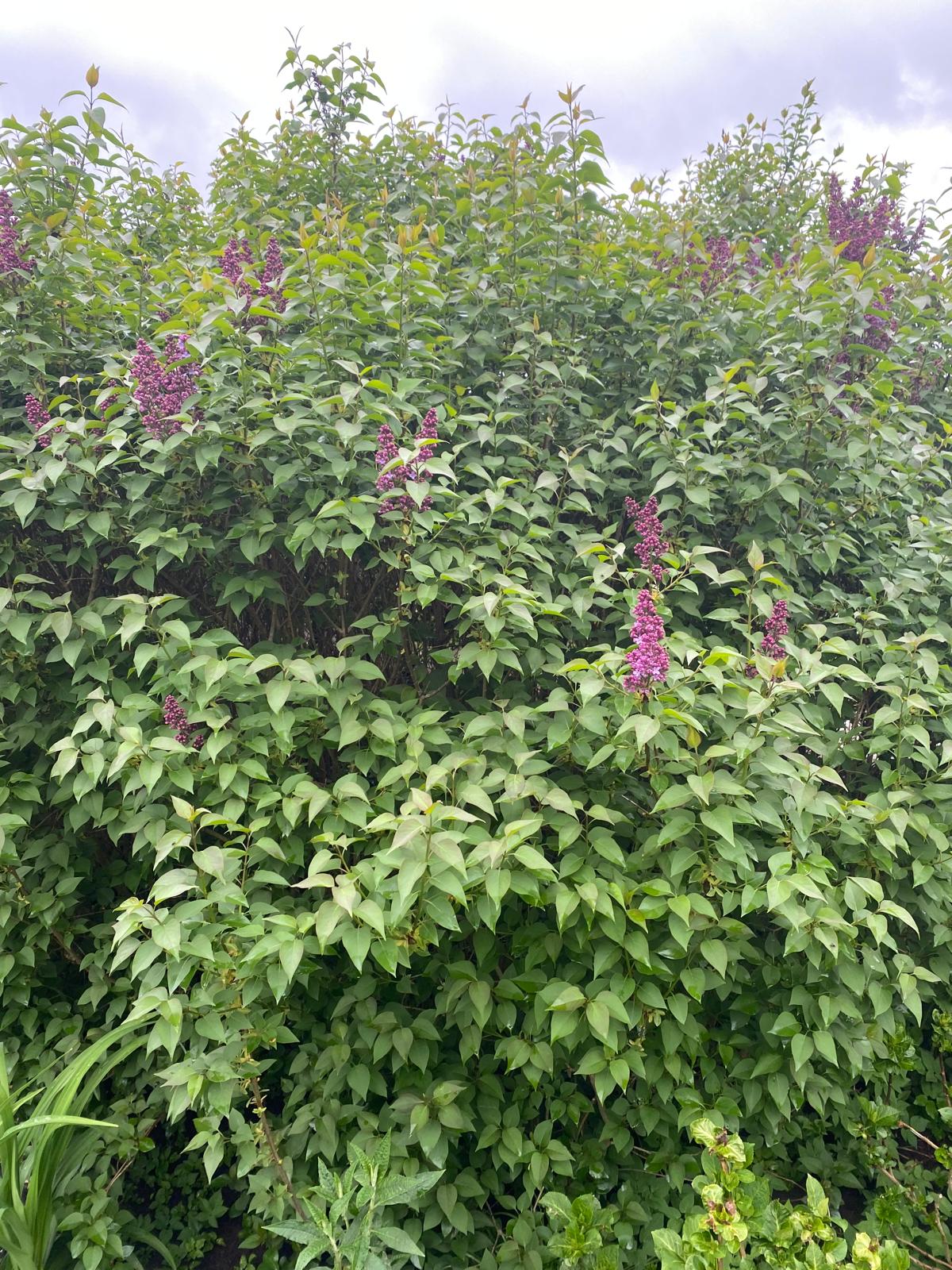 Sering- Syringa vulgaris 'Belle de Nancy'