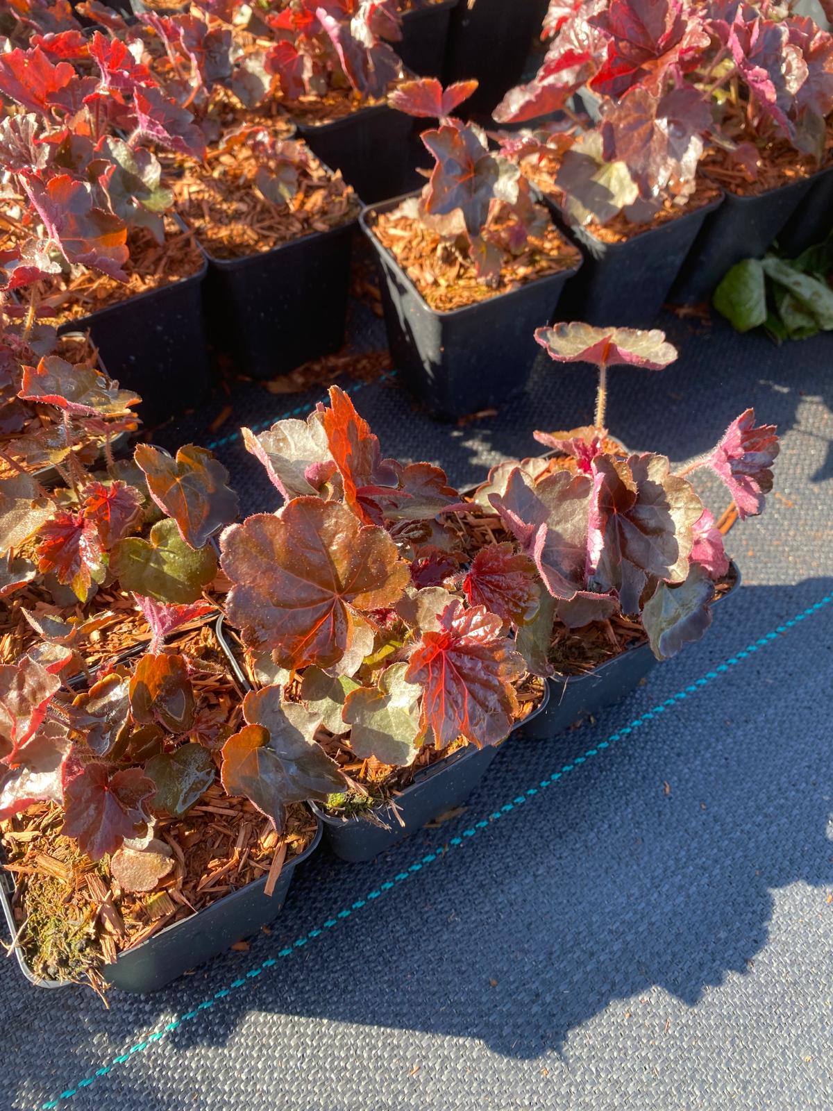 Purperklokje- Heuchera mic. 'Palace Purple'