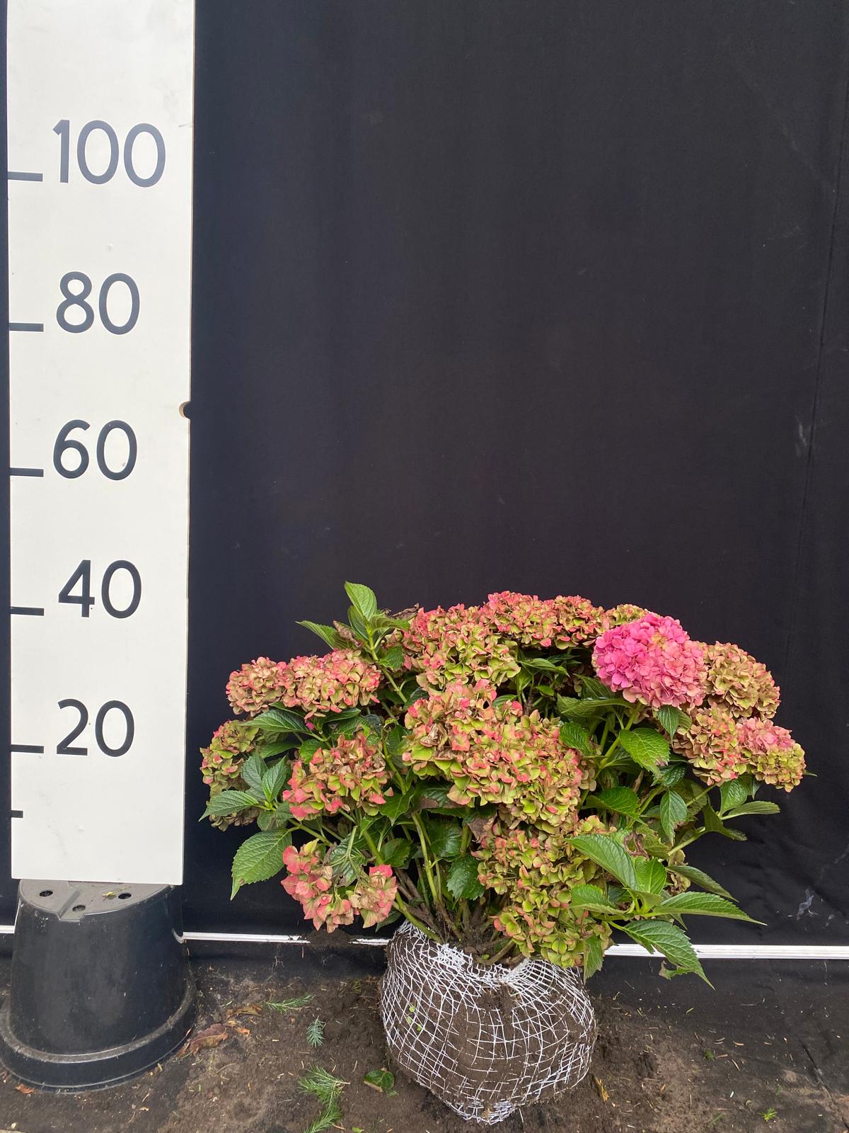 Boerenhortensia 'Alpenglühen' met kluit - Hydrangea macrophylla 'Alpenglühen'
