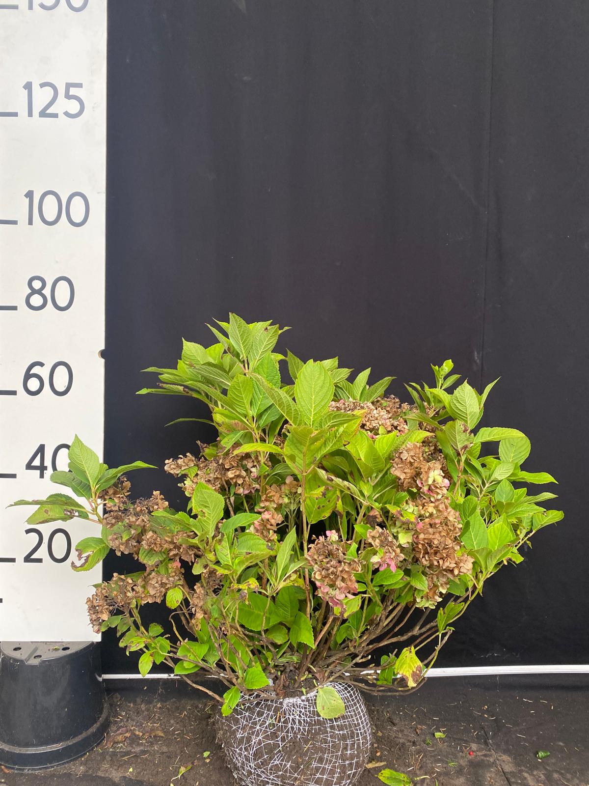 Boerenhortensia 'Bodensee' met kluit - Hydrangea macrophylla 'Bodensee'
