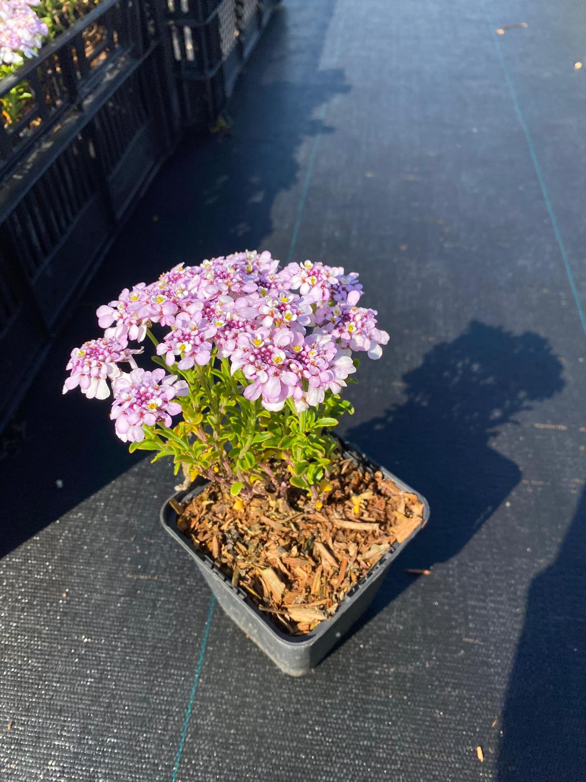 Scheefbloem- Iberis sempervirens 'Pink Ice'
