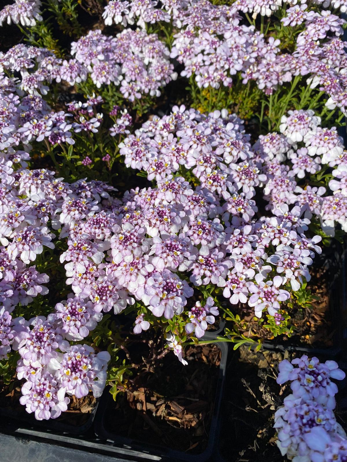 Scheefbloem- Iberis sempervirens 'Pink Ice'