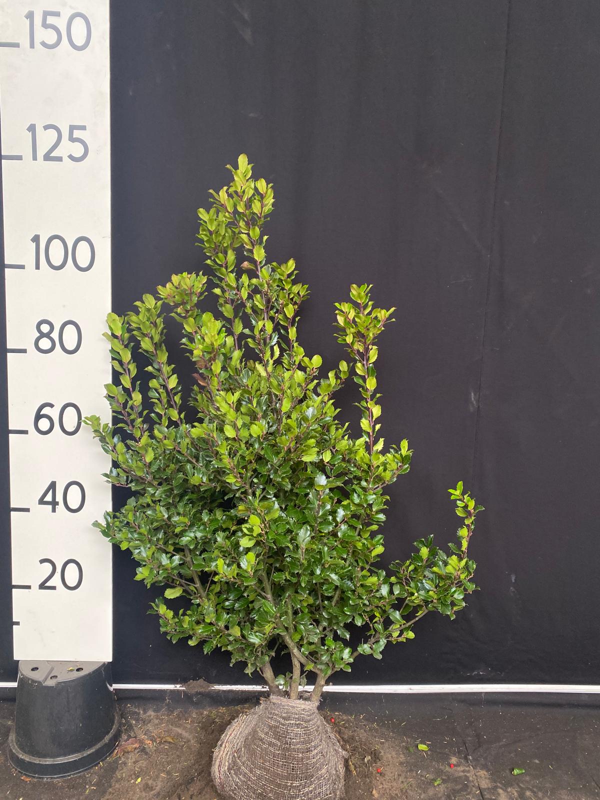 Blauwe hulst met kluit- Ilex meserveae 'Blue Prince'