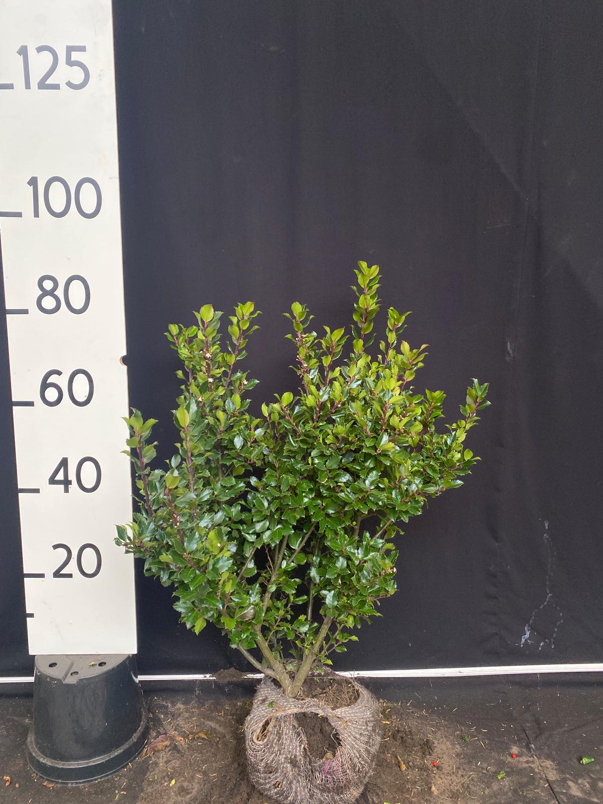 Blauwe hulst met kluit- Ilex meserveae 'Blue Prince'