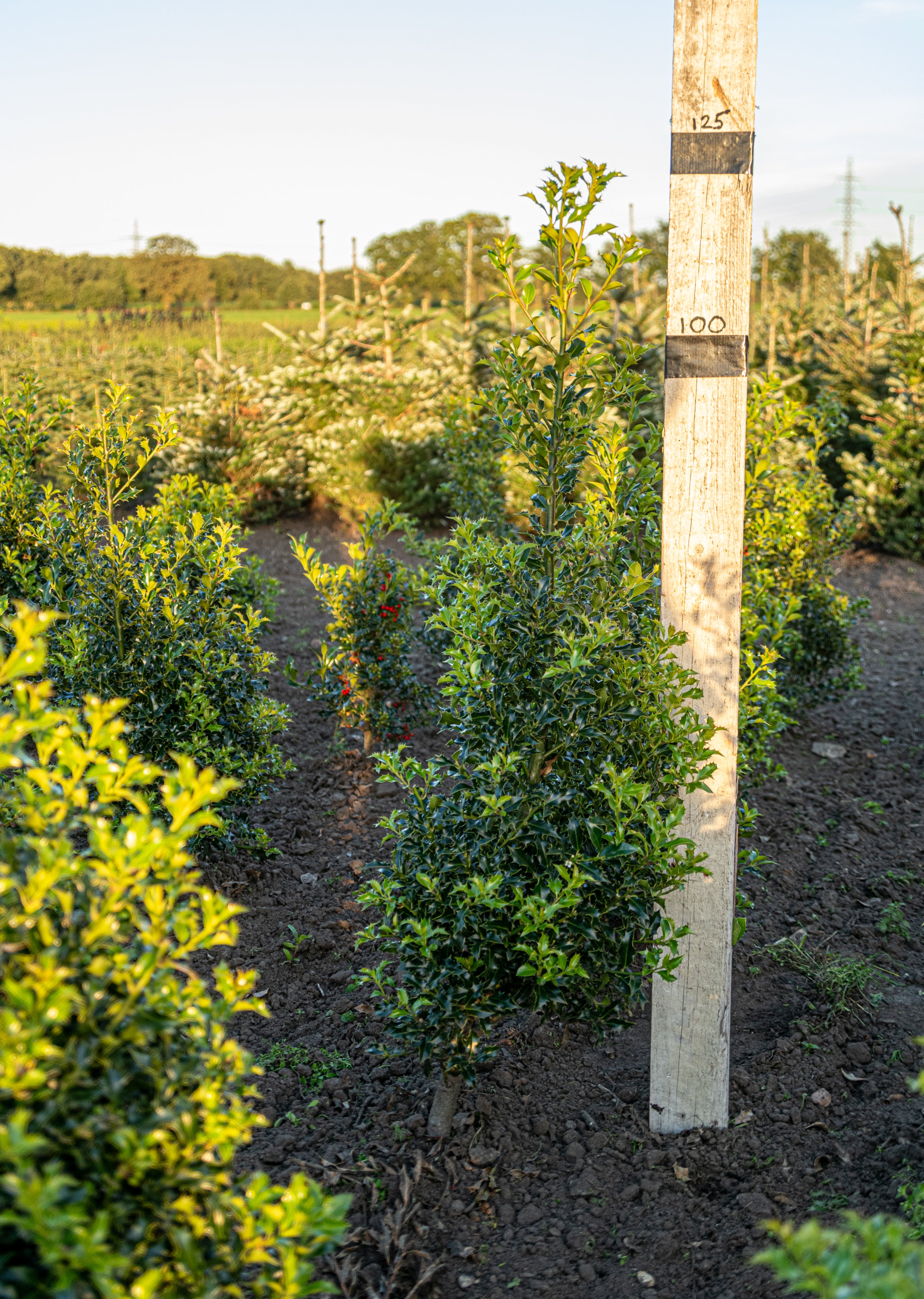 Hulst 'Alaska' met kluit- Ilex aquifolium 'Alaska'