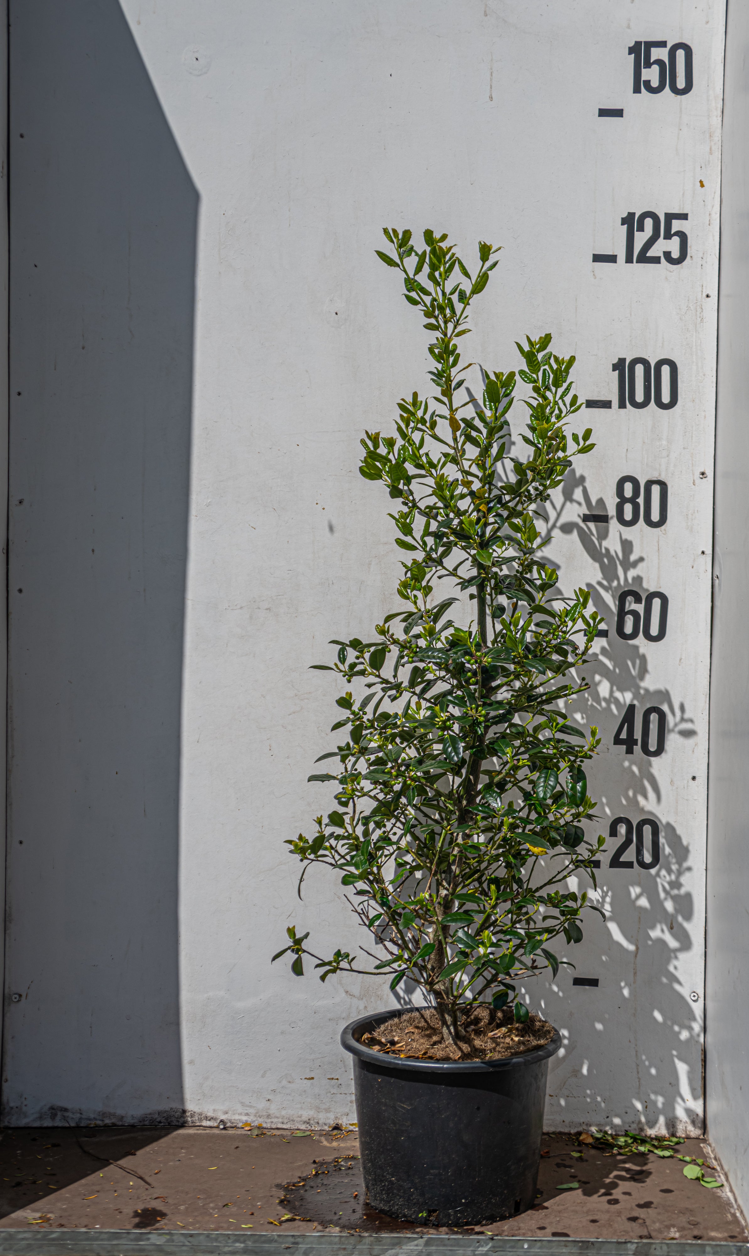 Hulst- Ilex aquifolium J.C. van Tol