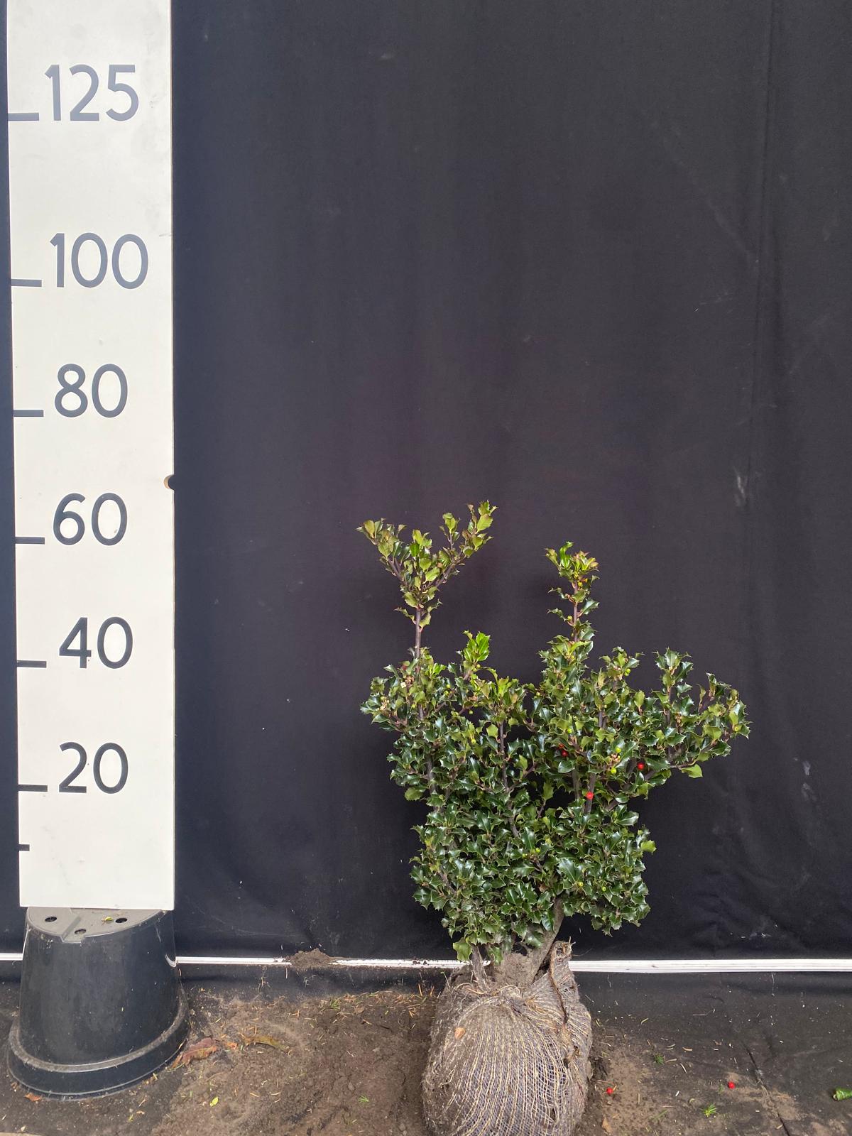 Blauwe hulst 'Blue angel' met kluit- Ilex meserveae 'Blue angel'