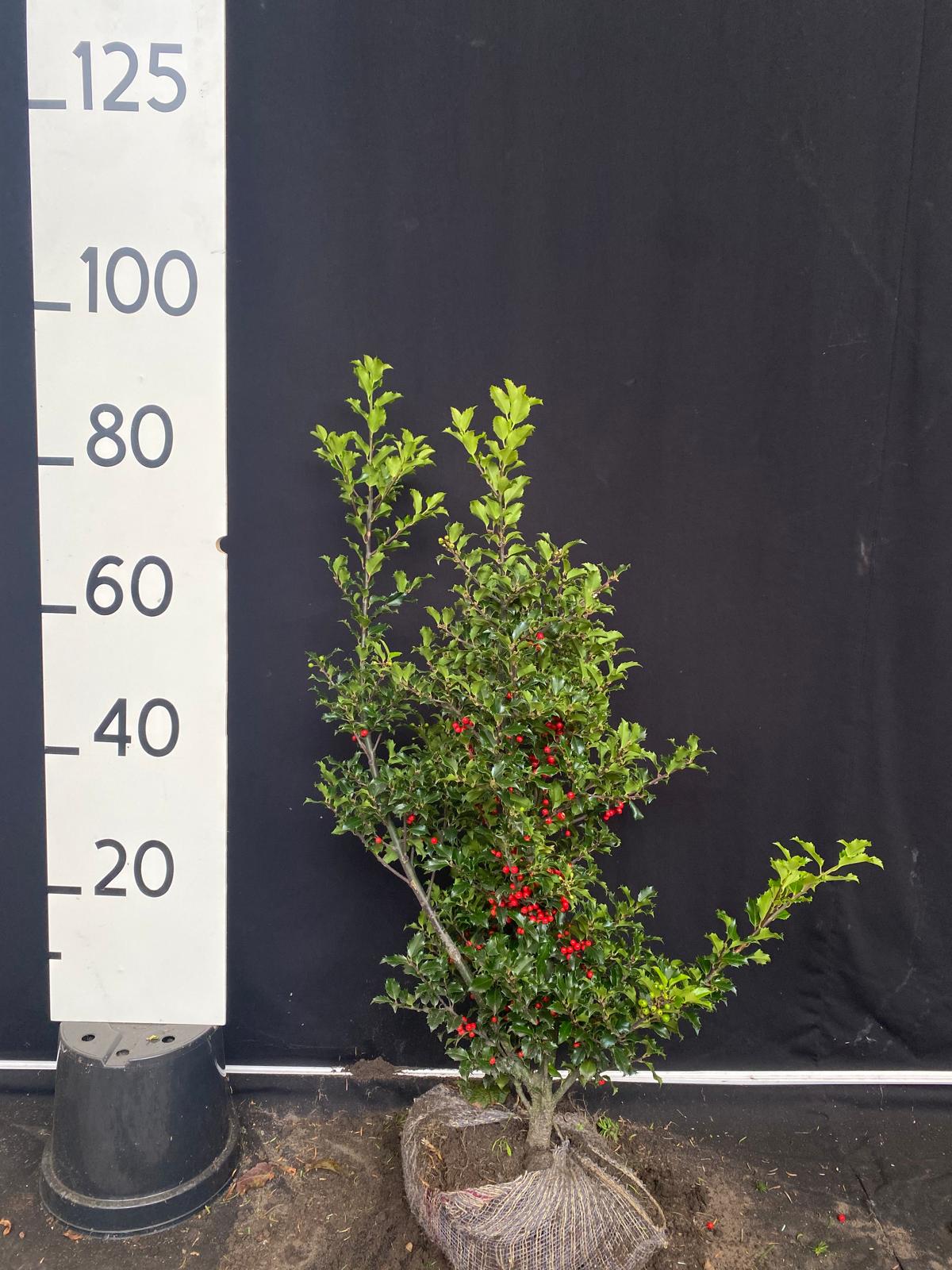 Blauwe hulst 'Blue princes' met kluit- Ilex meserveae 'Blue princes'