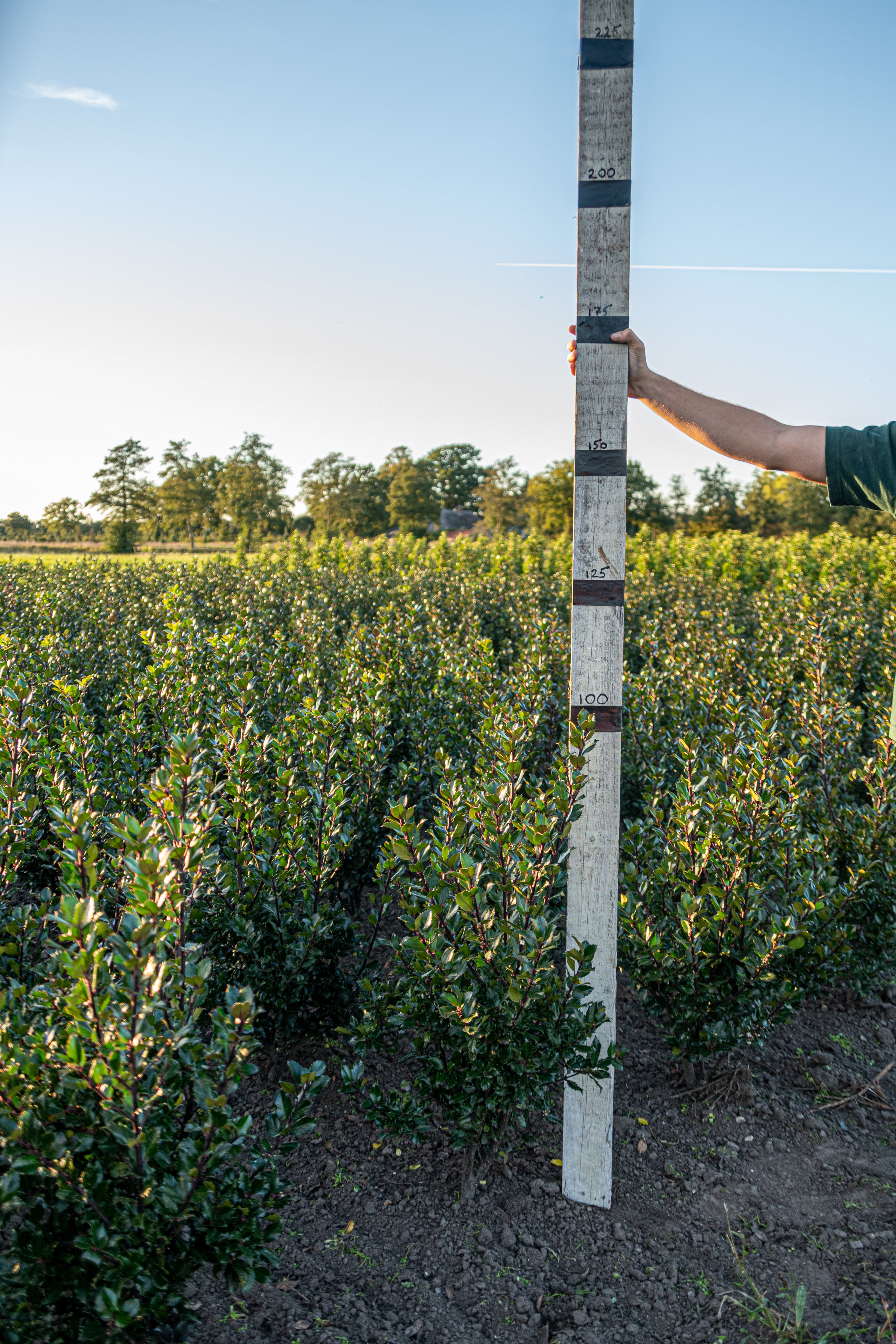 Blauwe hulst met kluit- Ilex meserveae 'Blue Prince'