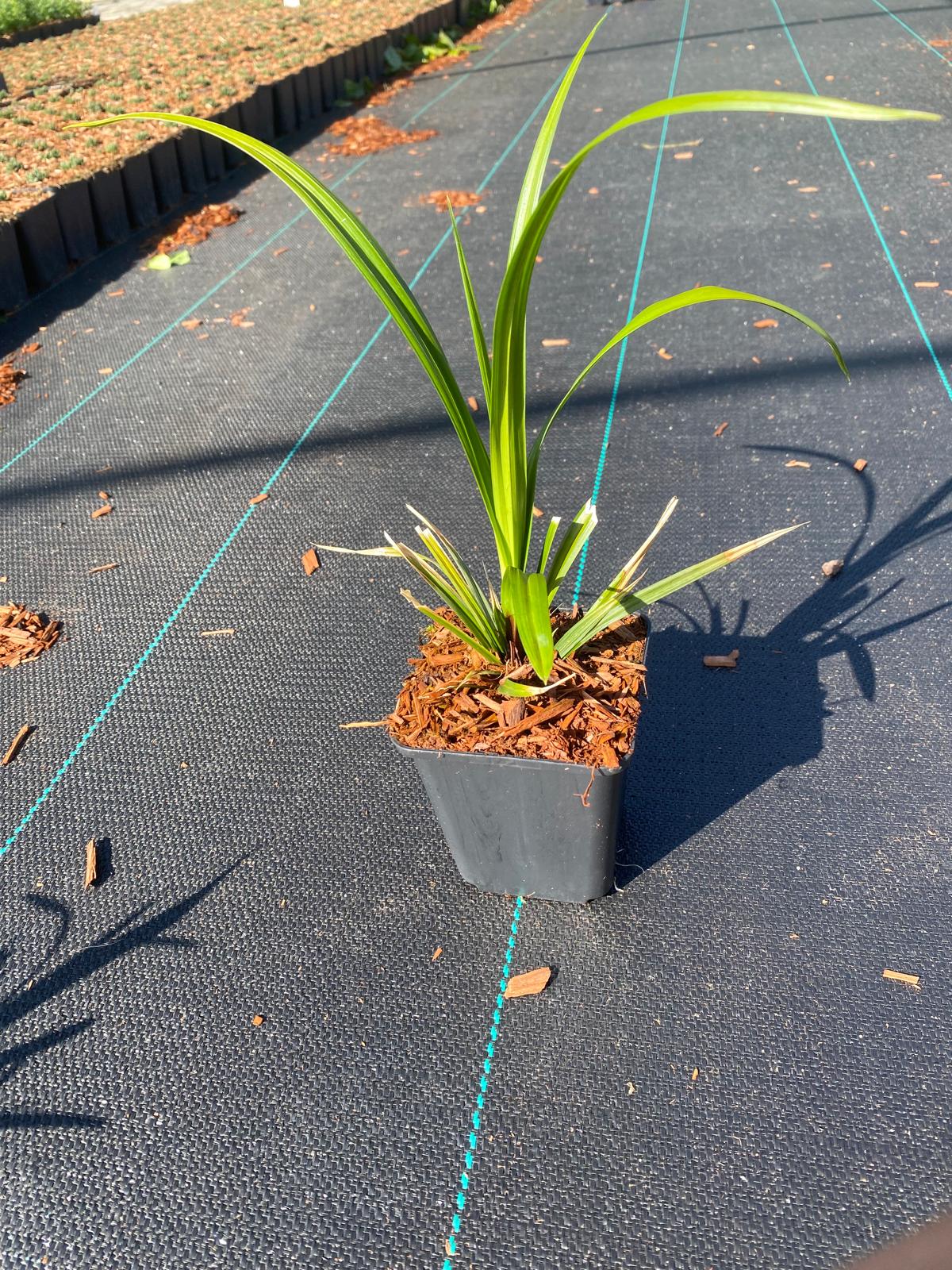 Zegge- Carex morrowii 'Irish Green'