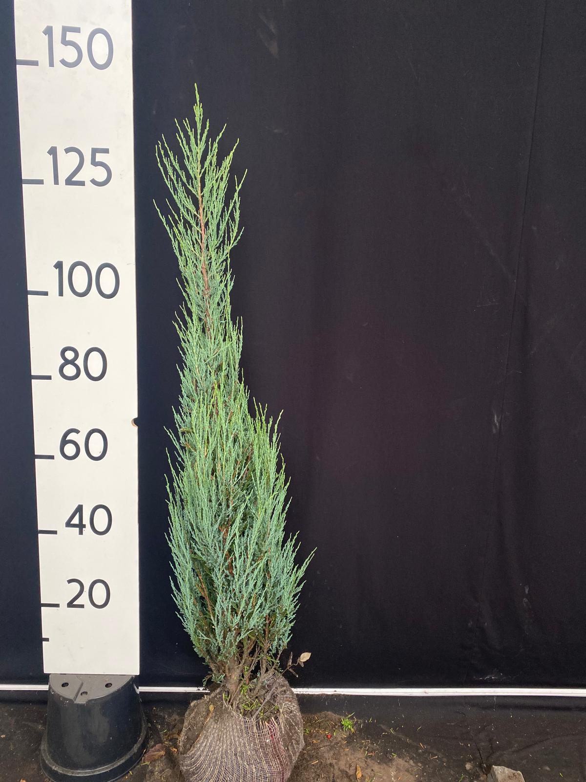 Jeneverbes 'Blue arrow' met kluit- Juniperus scopulorum 'Blue arrow'