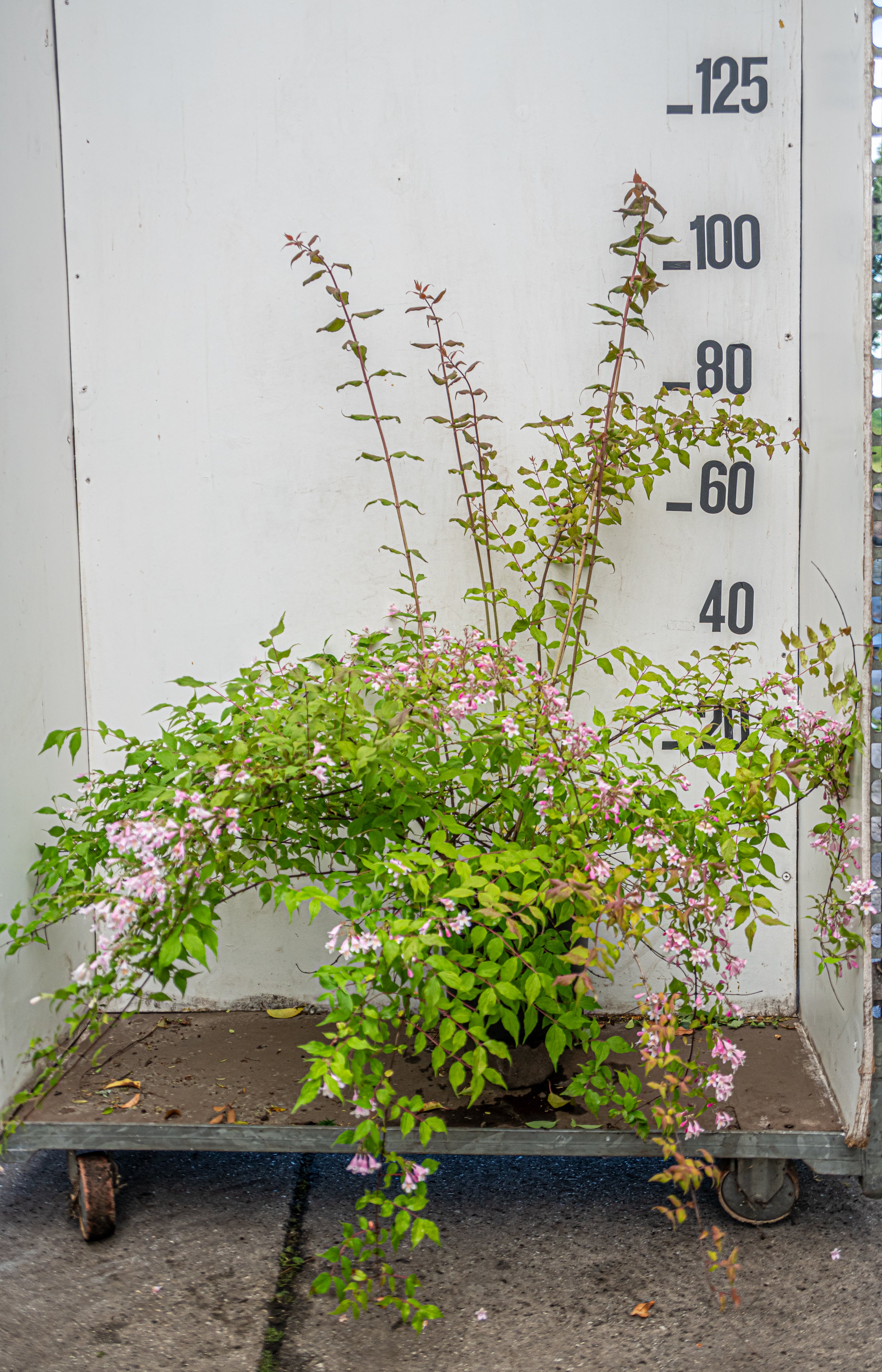 Koninginnenstruik- Kolkwitzia amabilis 'Pink Cloud'