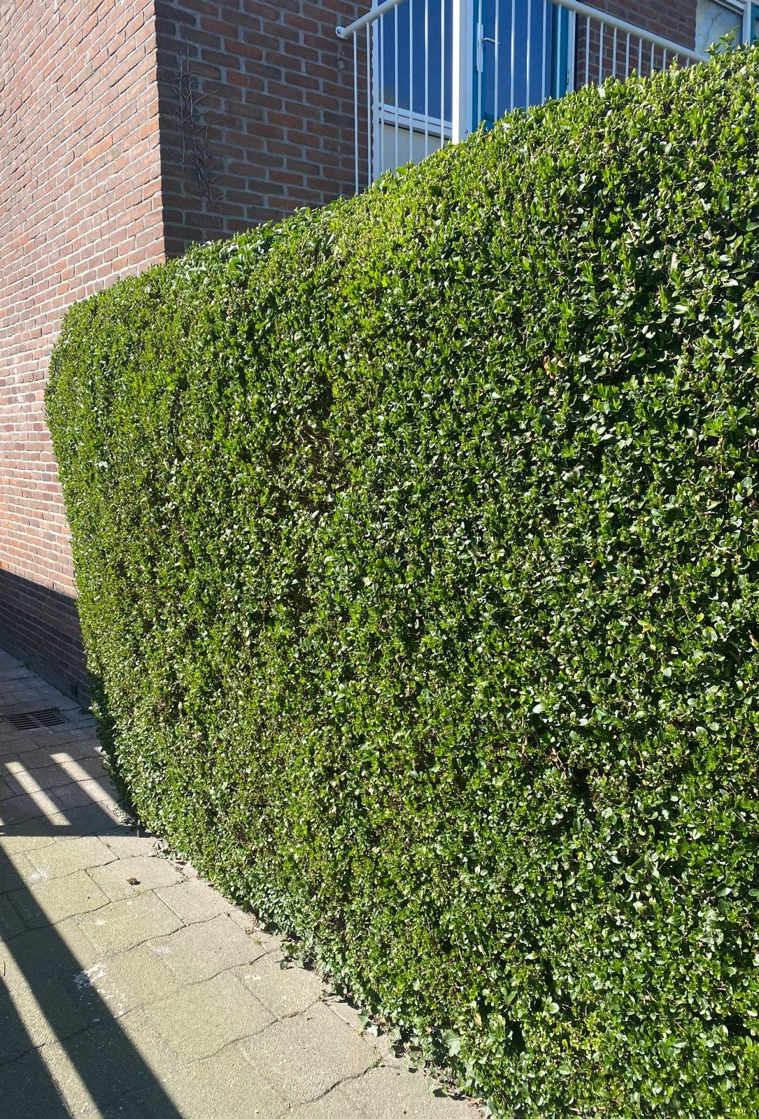 Haagliguster in pot-Ligustrum ovalifolium
