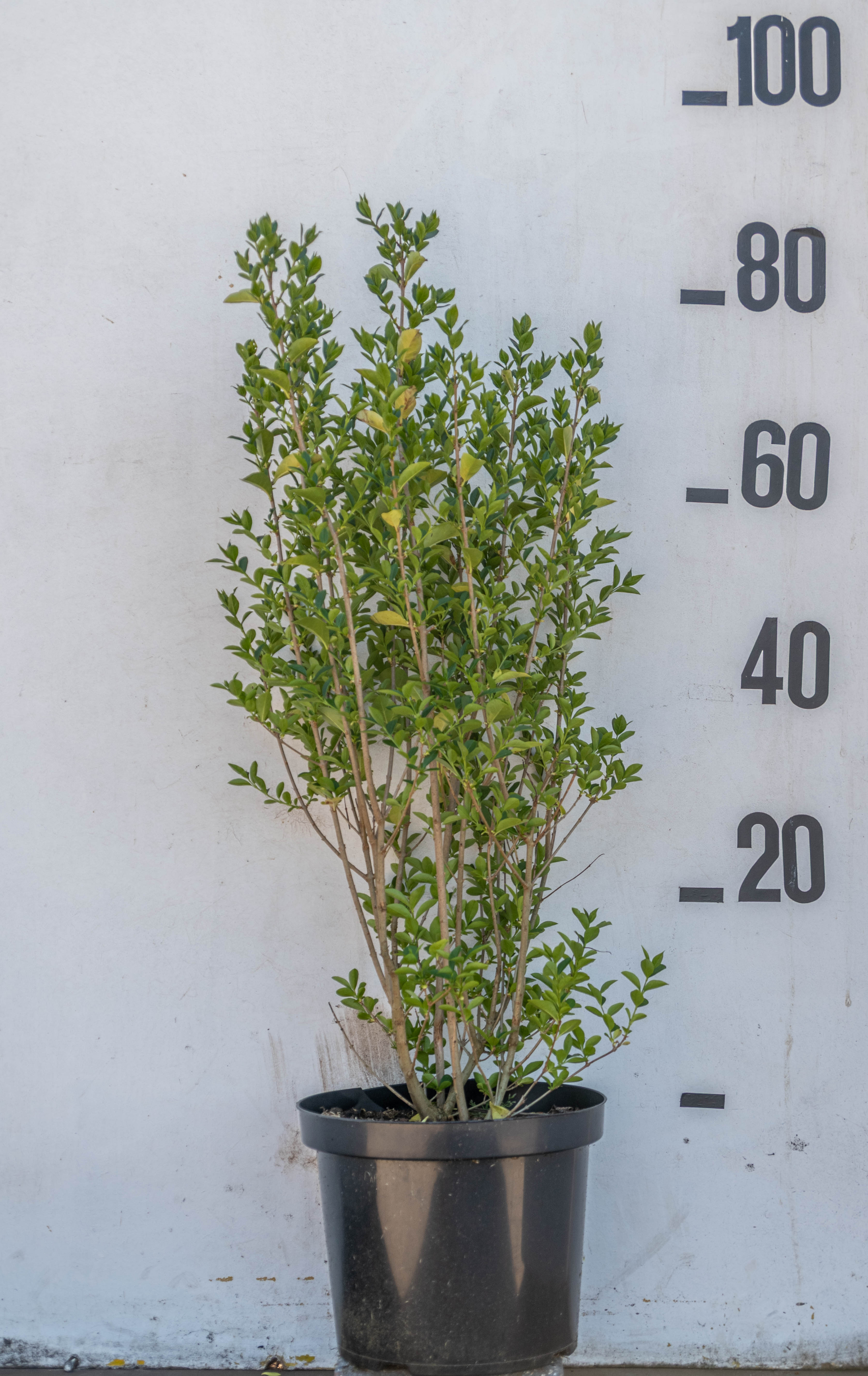 Haagliguster in pot-Ligustrum ovalifolium