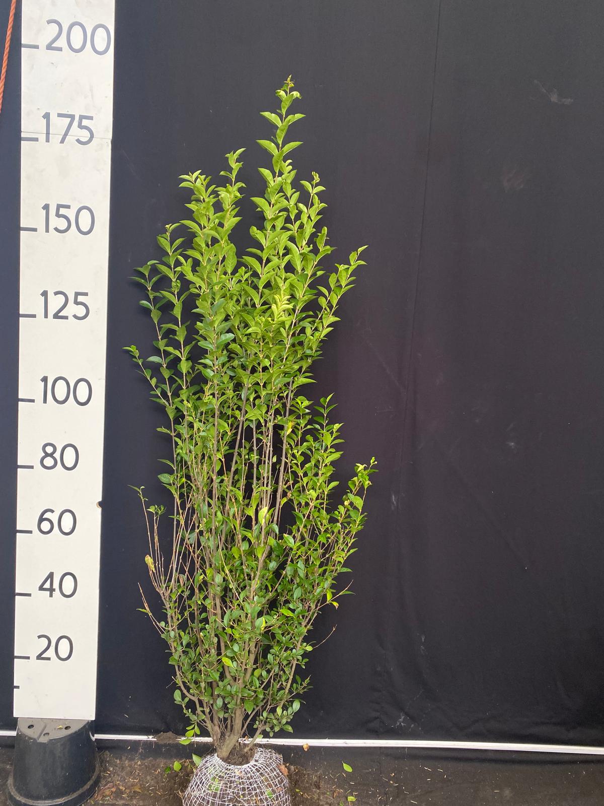 Haagliguster met kluit- Ligustrum ovalifolium