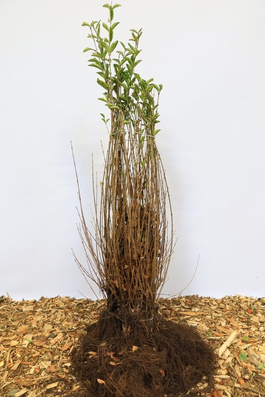 Gewone liguster wortelgoed 10 per bos- Ligustrum vulgare