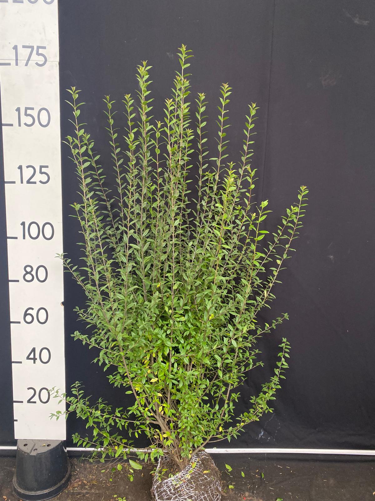 Haagliguster met kluit - Ligustrum vulgare 'Atrovirens'