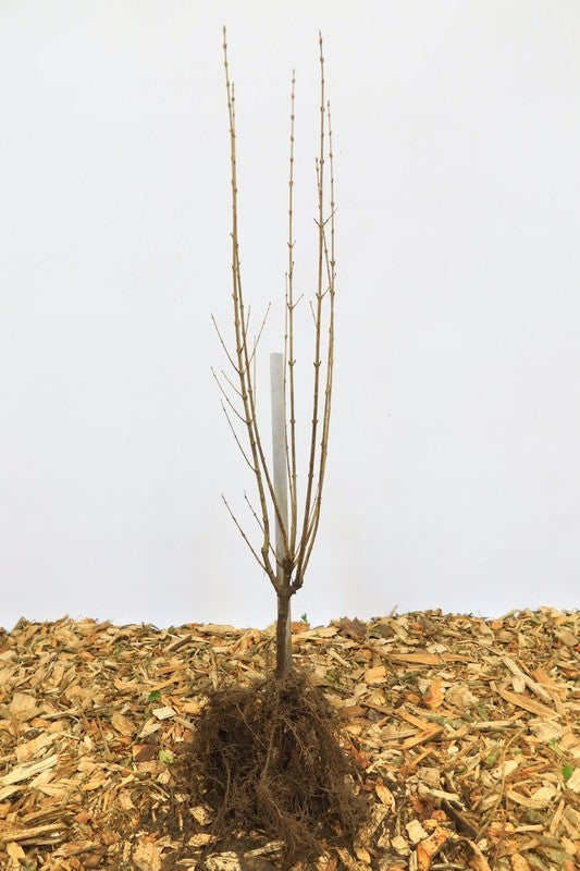 Gewone liguster wortelgoed 10 per bos- Ligustrum vulgare