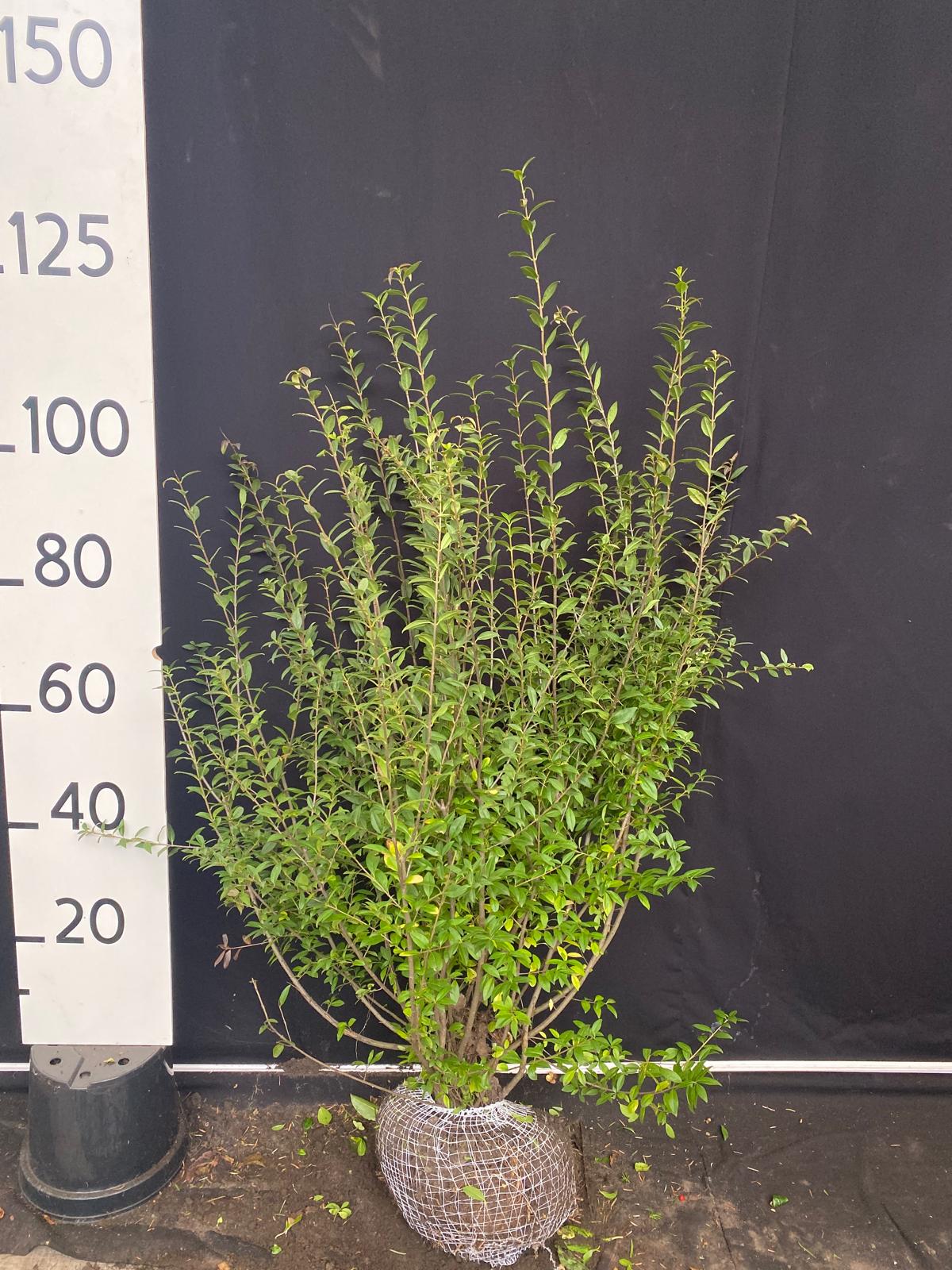 Haagliguster met kluit - Ligustrum vulgare 'Atrovirens'
